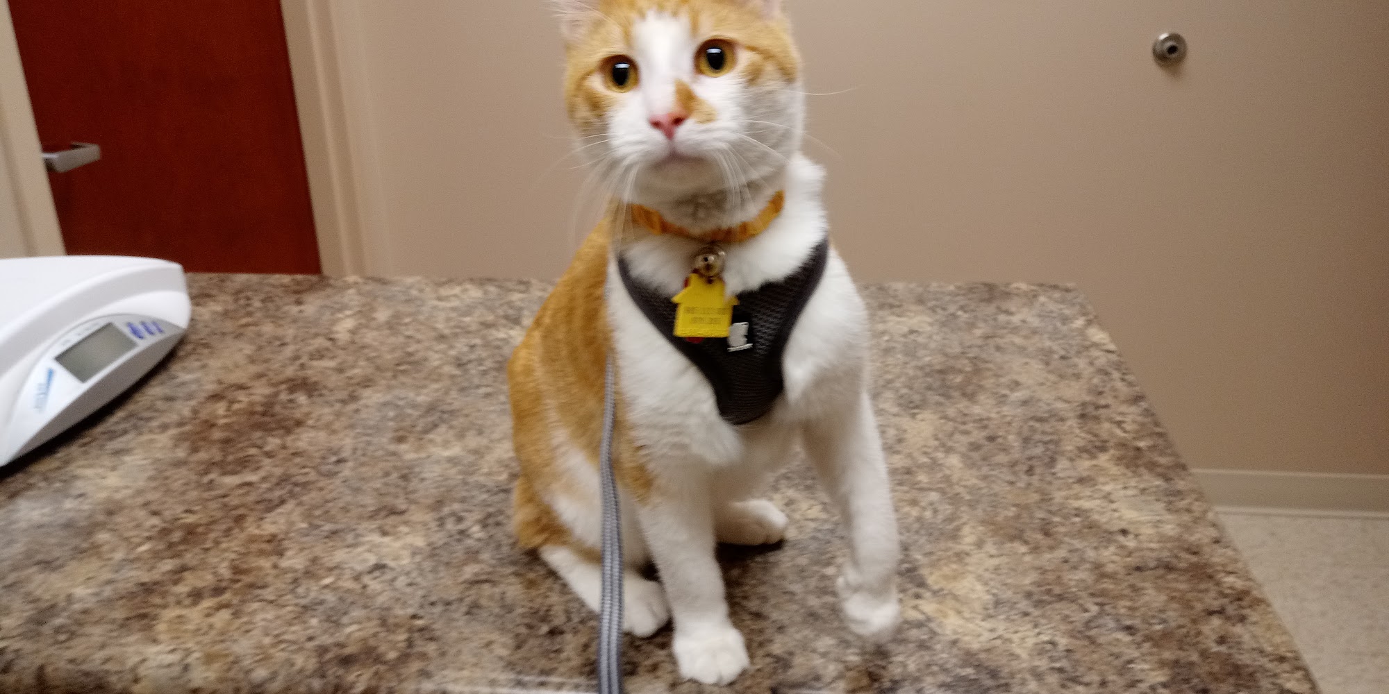 Heartland Veterinary Clinic Morton