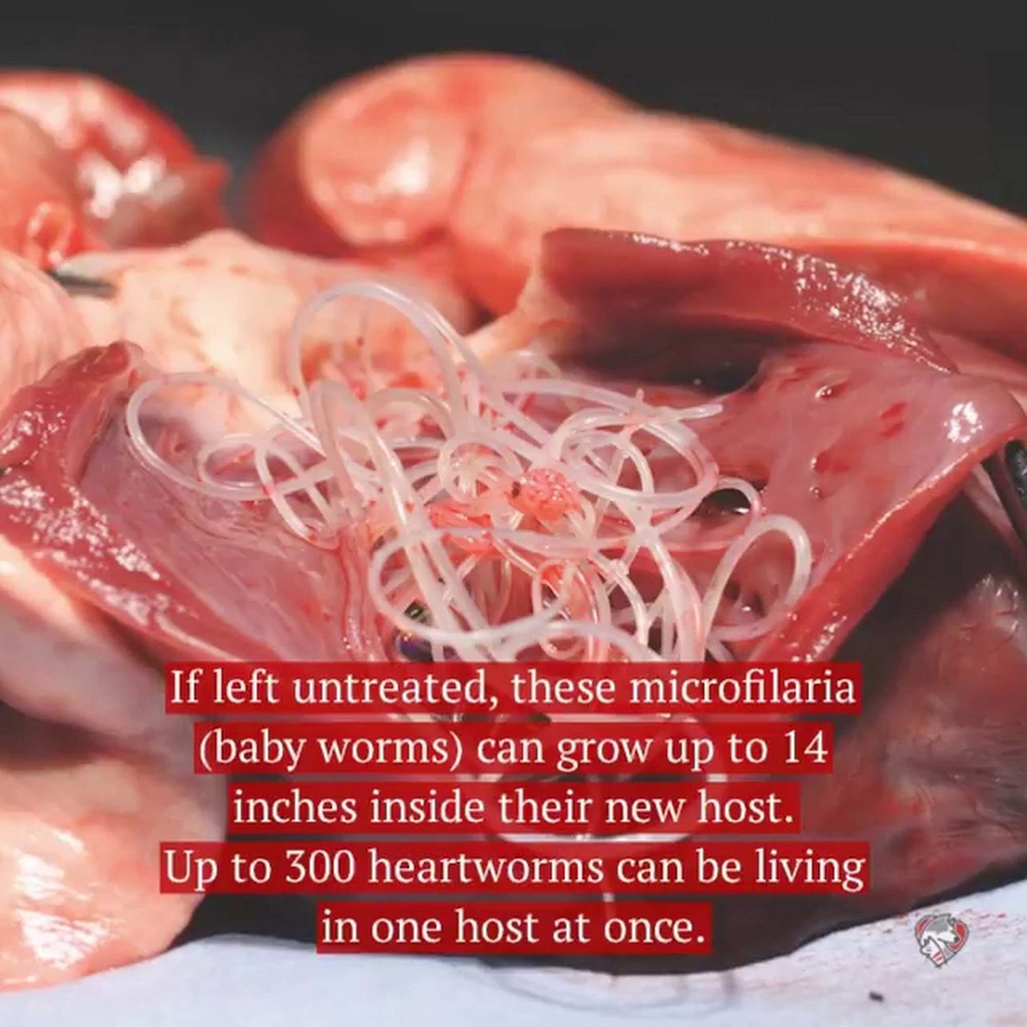 Companion Animal Hospital Mount Prospect Mount Prospect