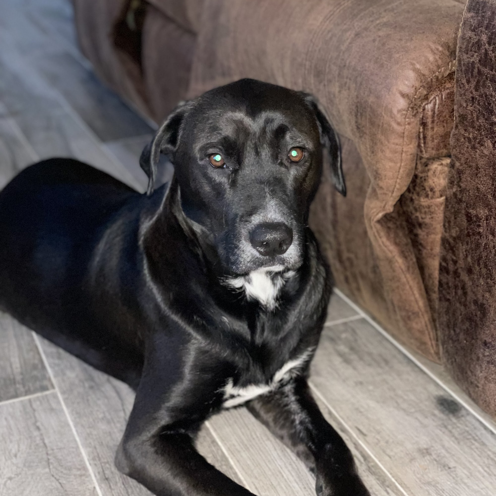 Randhurst Animal Hospital Mount Prospect