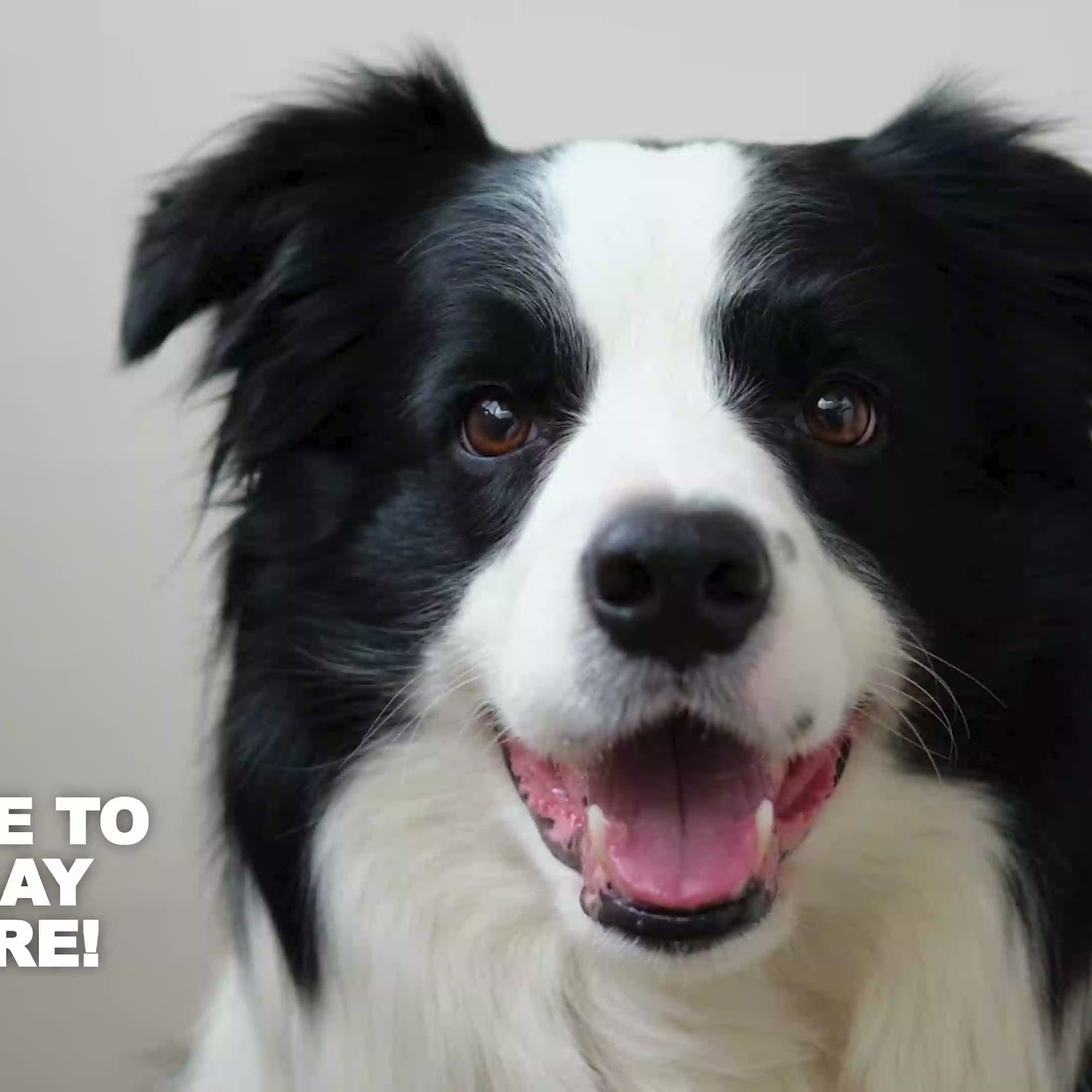 Dog Play Day Care Mount Prospect