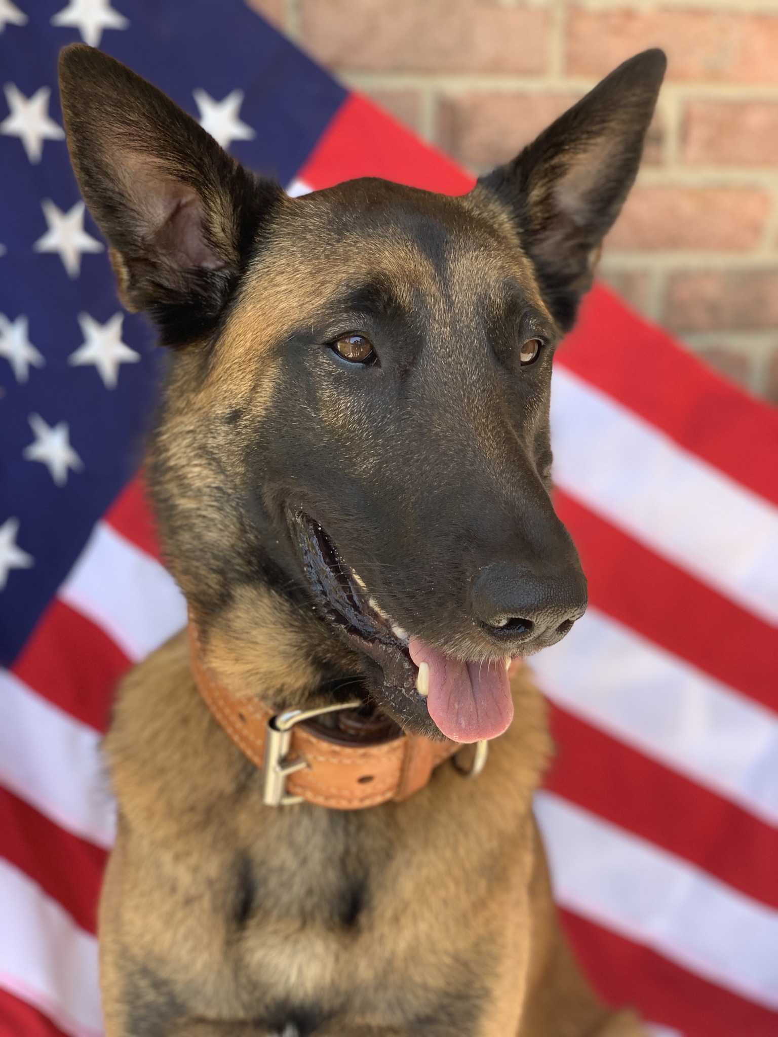 Mt Plaines Animal Hospital Mount Prospect