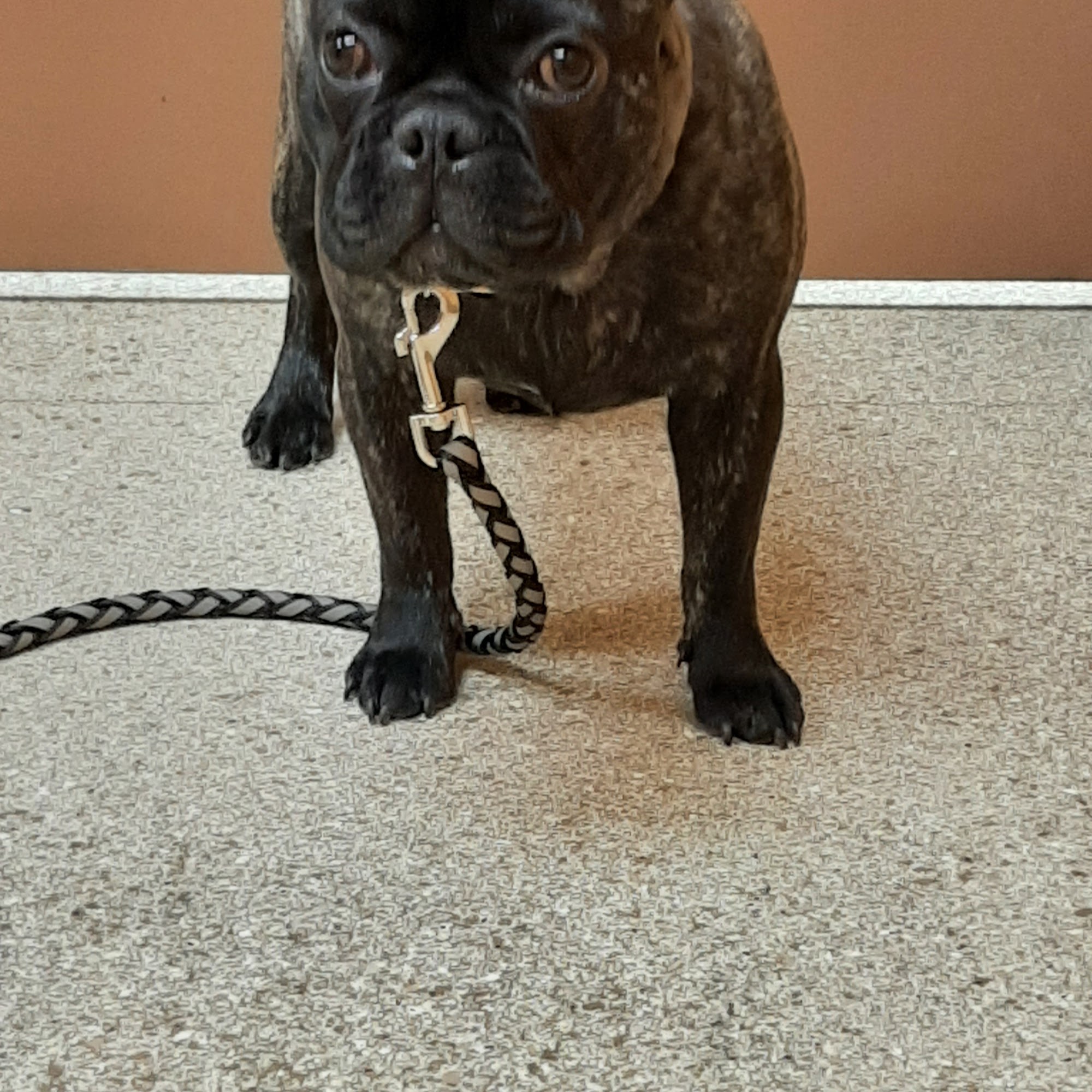 Lamczyk Veterinary Clinic LLC Mount Vernon