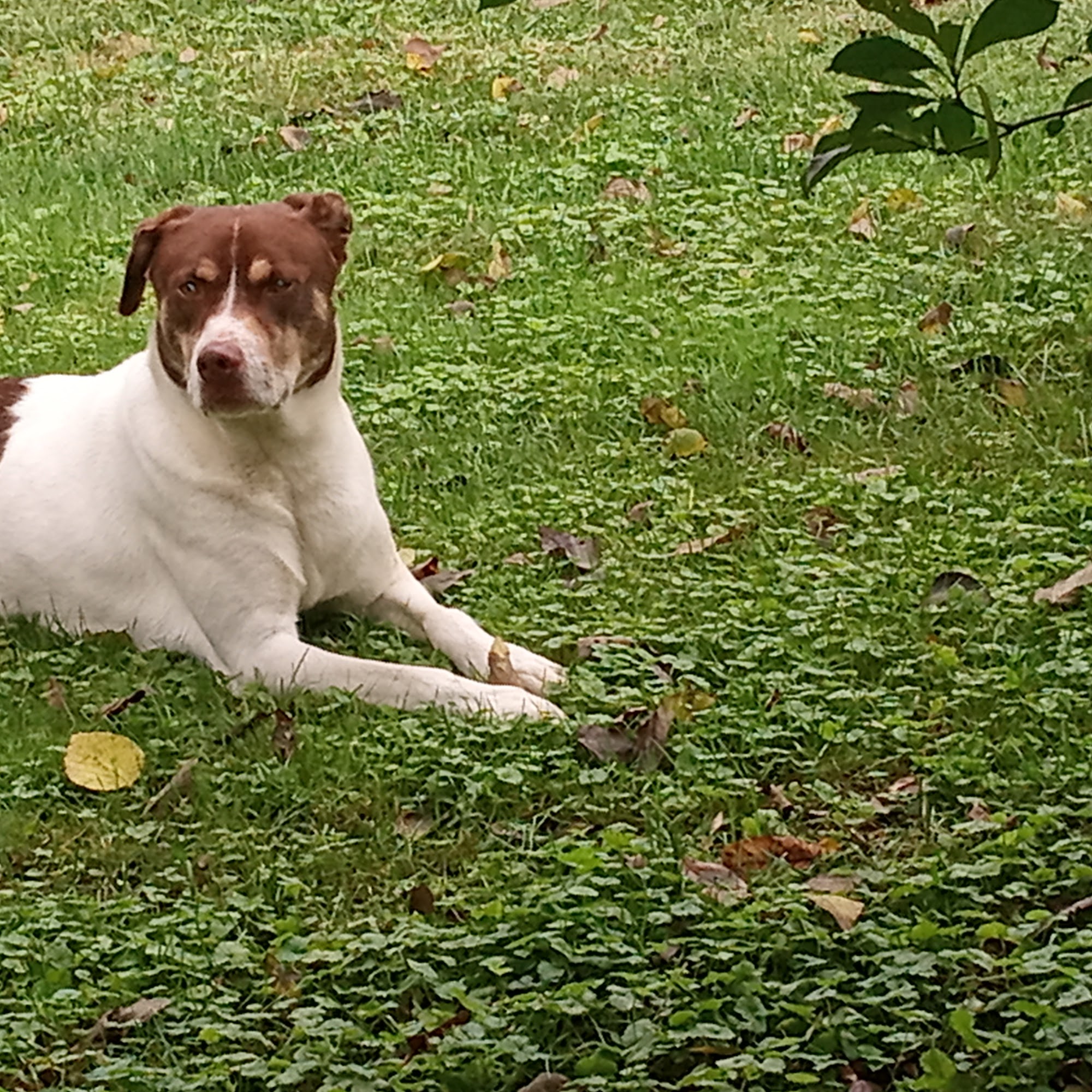 Jefferson county Animal Shelter Mount Vernon