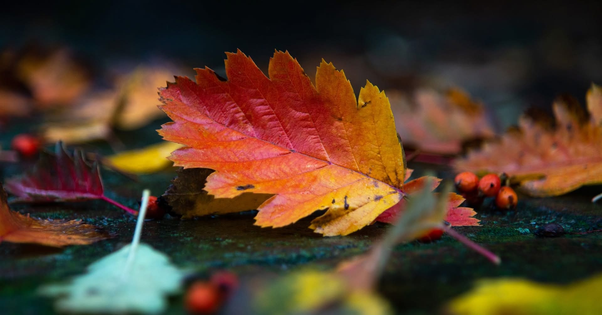 Dr. Tyson W. Tinsley, DMD