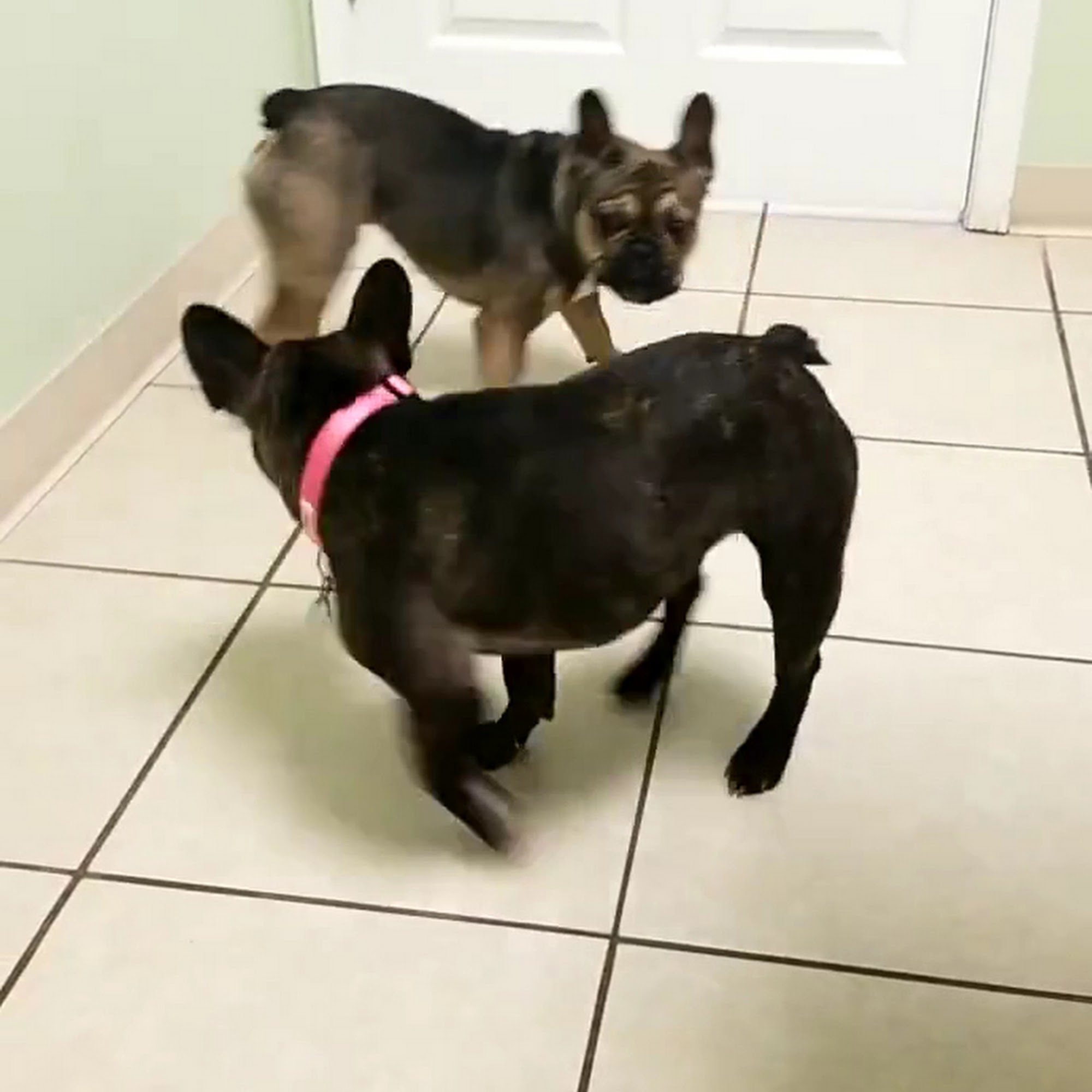 Gilmer Road Animal Hospital Mundelein