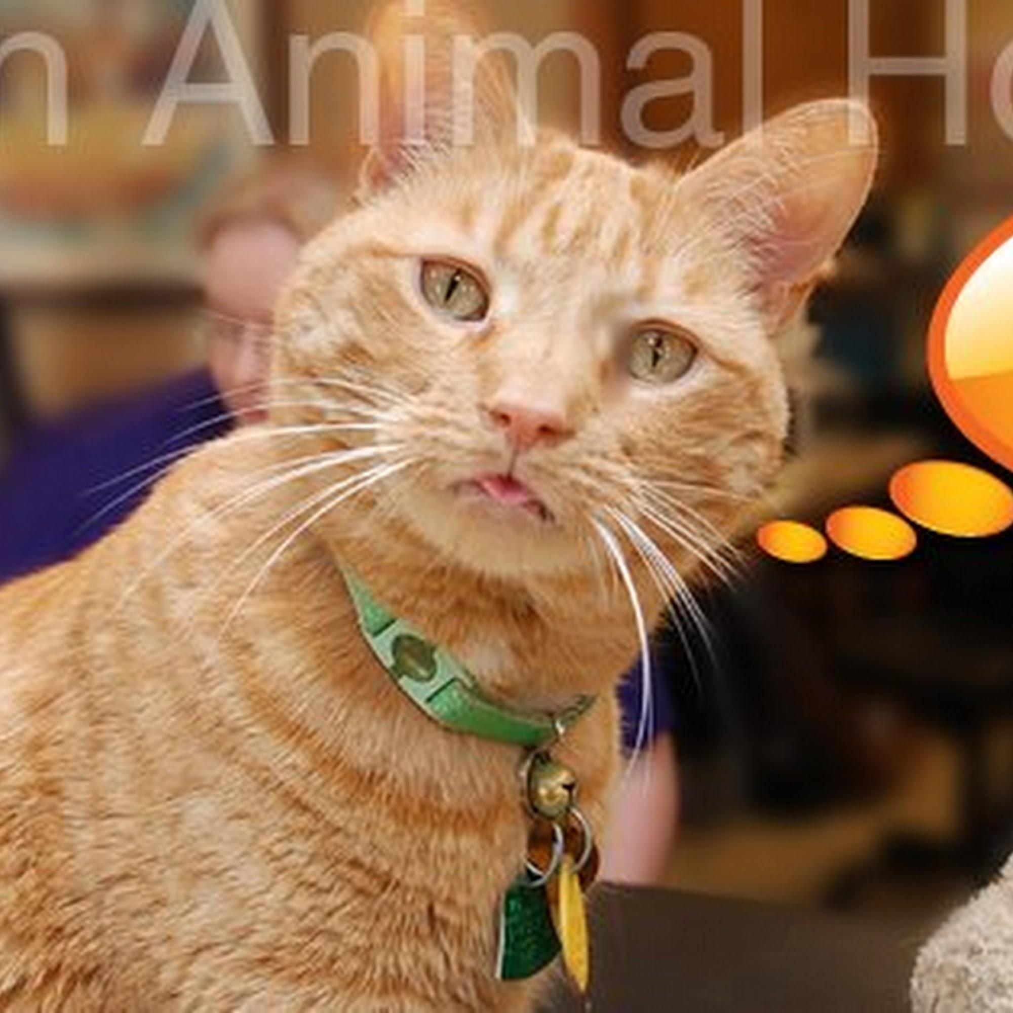 Mundelein Animal Hospital Mundelein