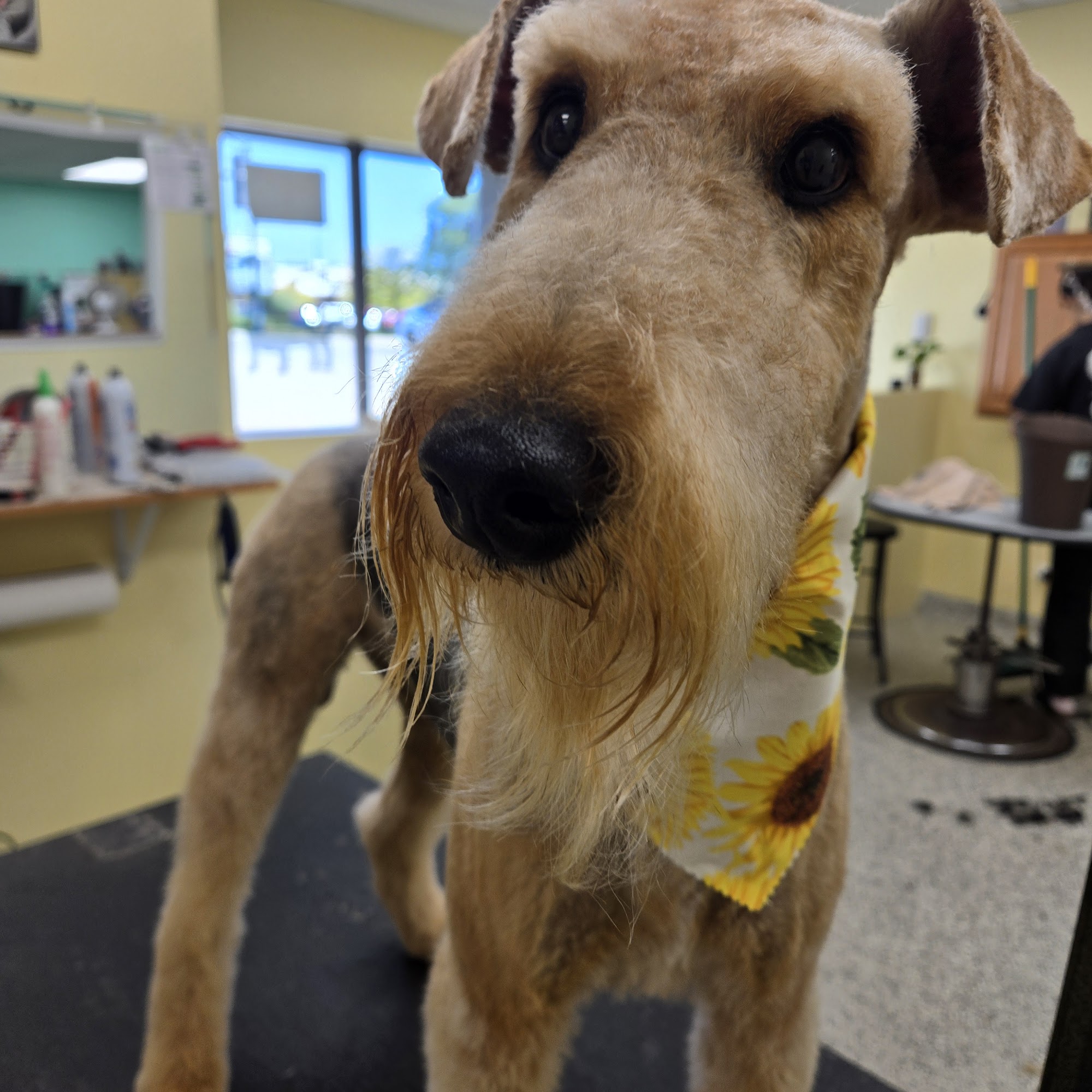 Shear Paradise Pet Salon & Spa Mundelein