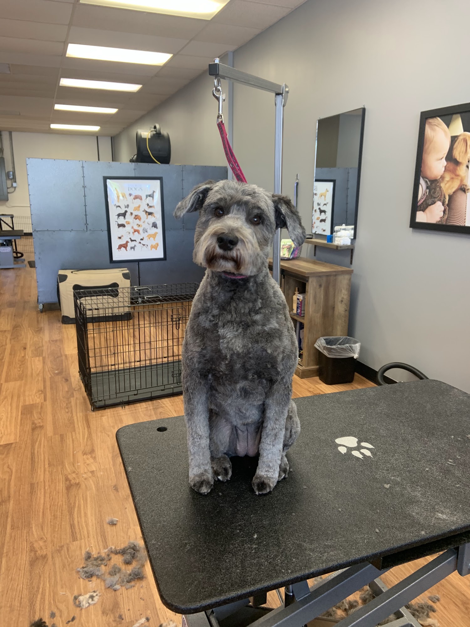 Duke and Friends Pet Parlor Mundelein