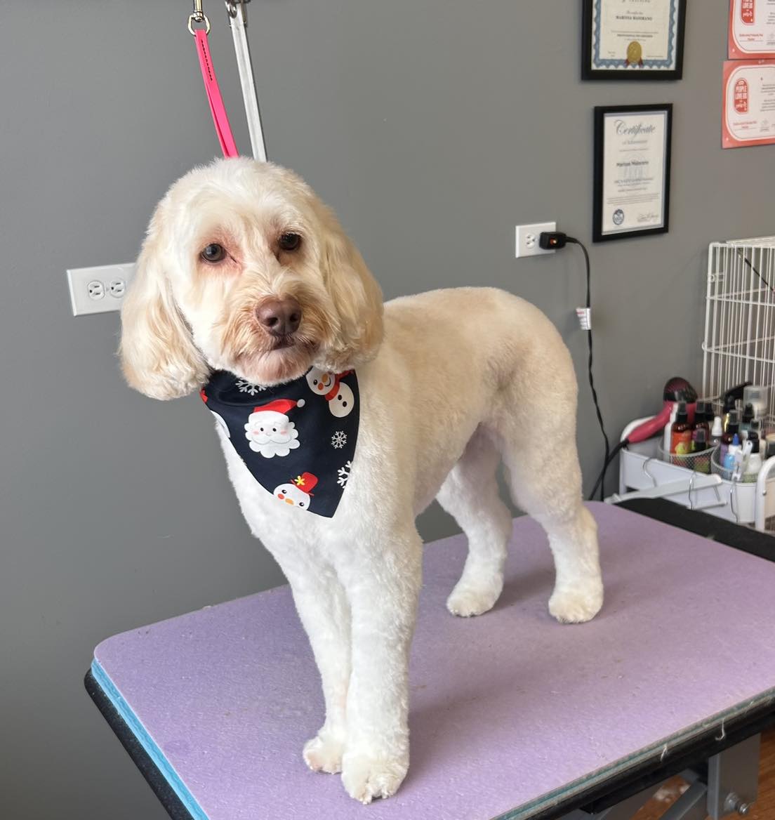 Duke and Friends Pet Parlor Mundelein