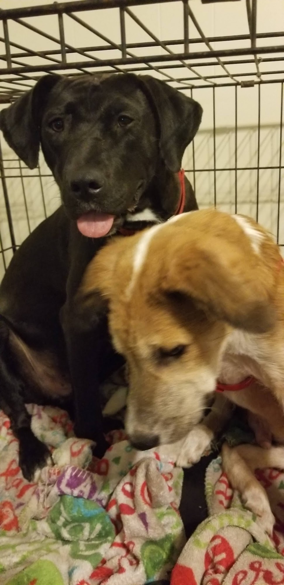 Wright-Way Rescue Shelter Murphysboro