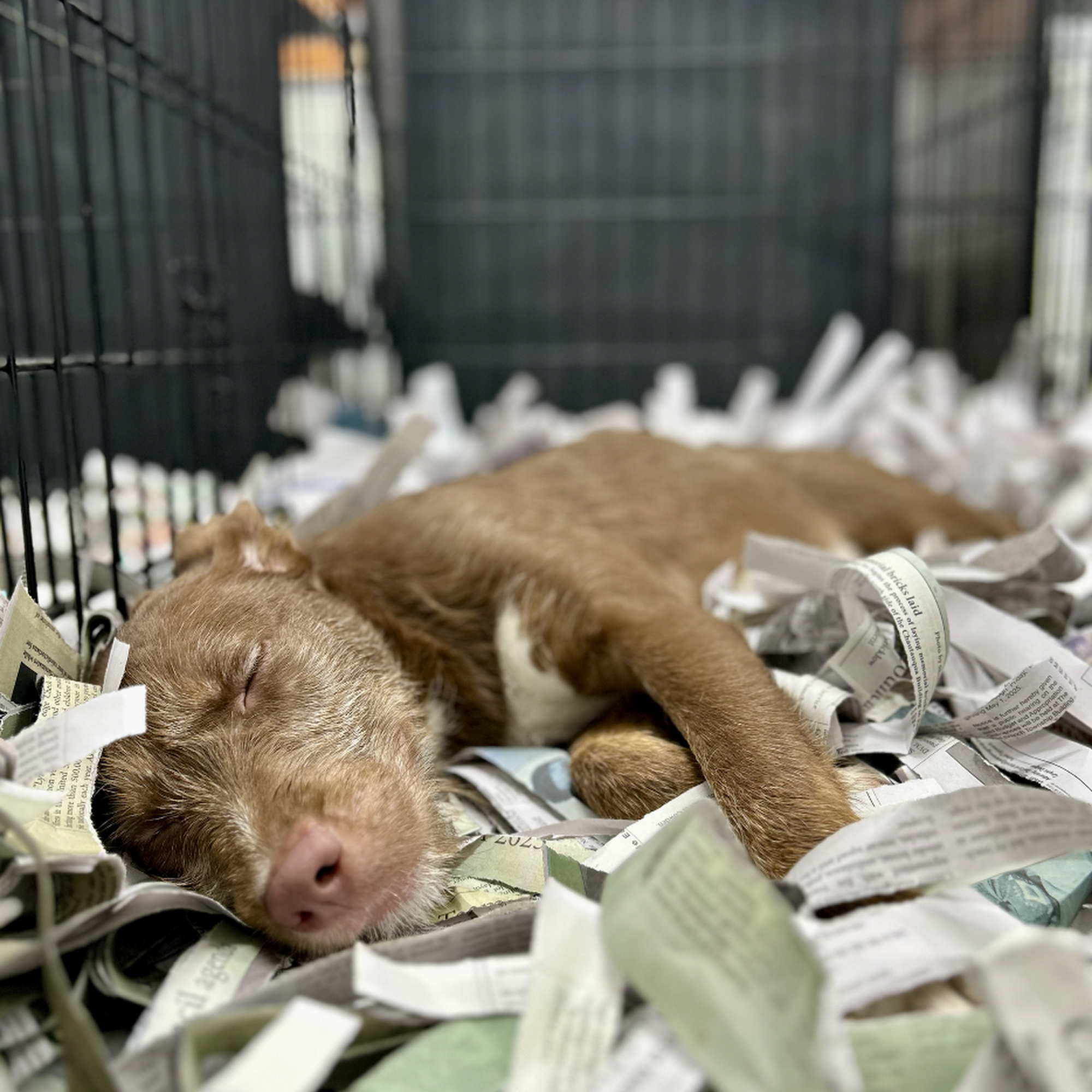 Wright-Way Rescue Shelter Murphysboro