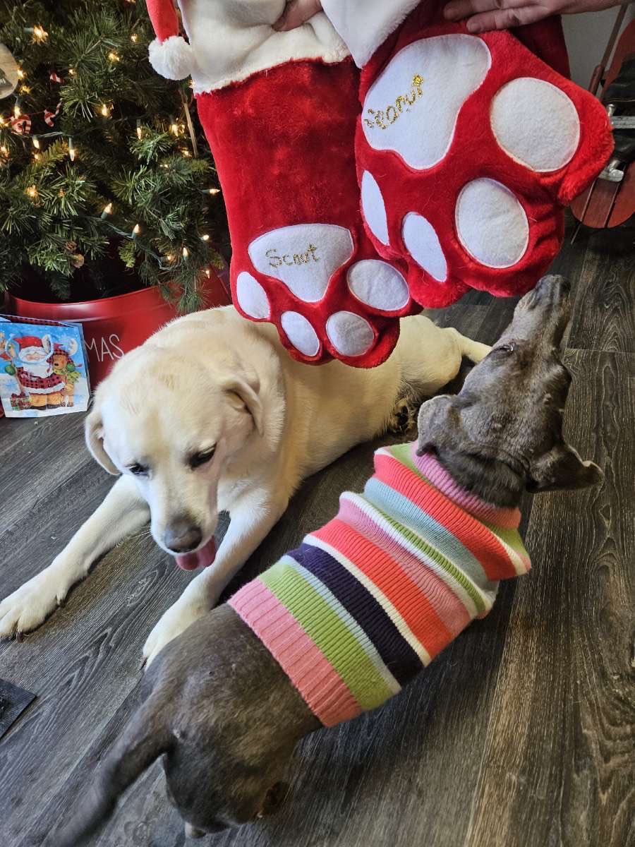 KC's Pet Grooming & Boarding Murphysboro