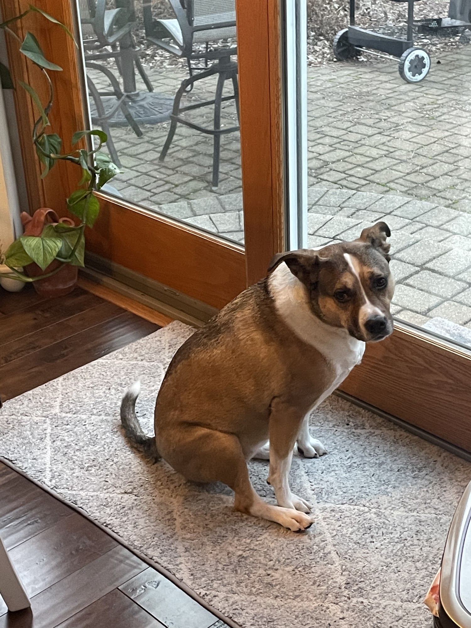 Wheatland Animal Hospital Naperville