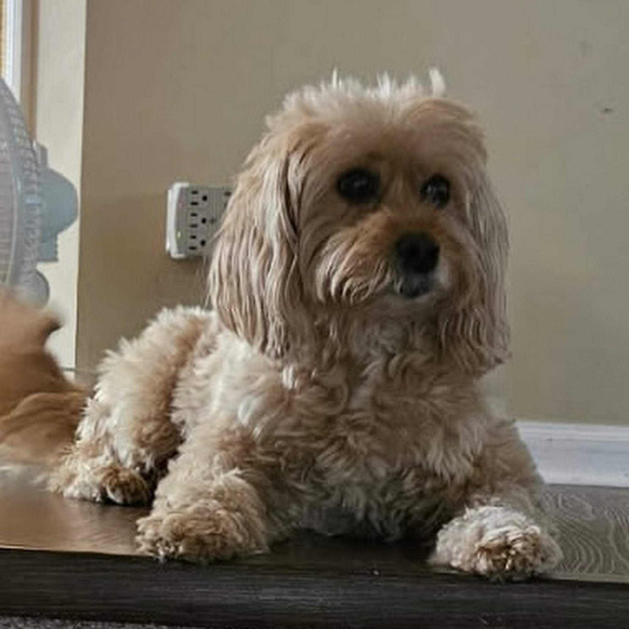 Wheatland Animal Hospital Naperville