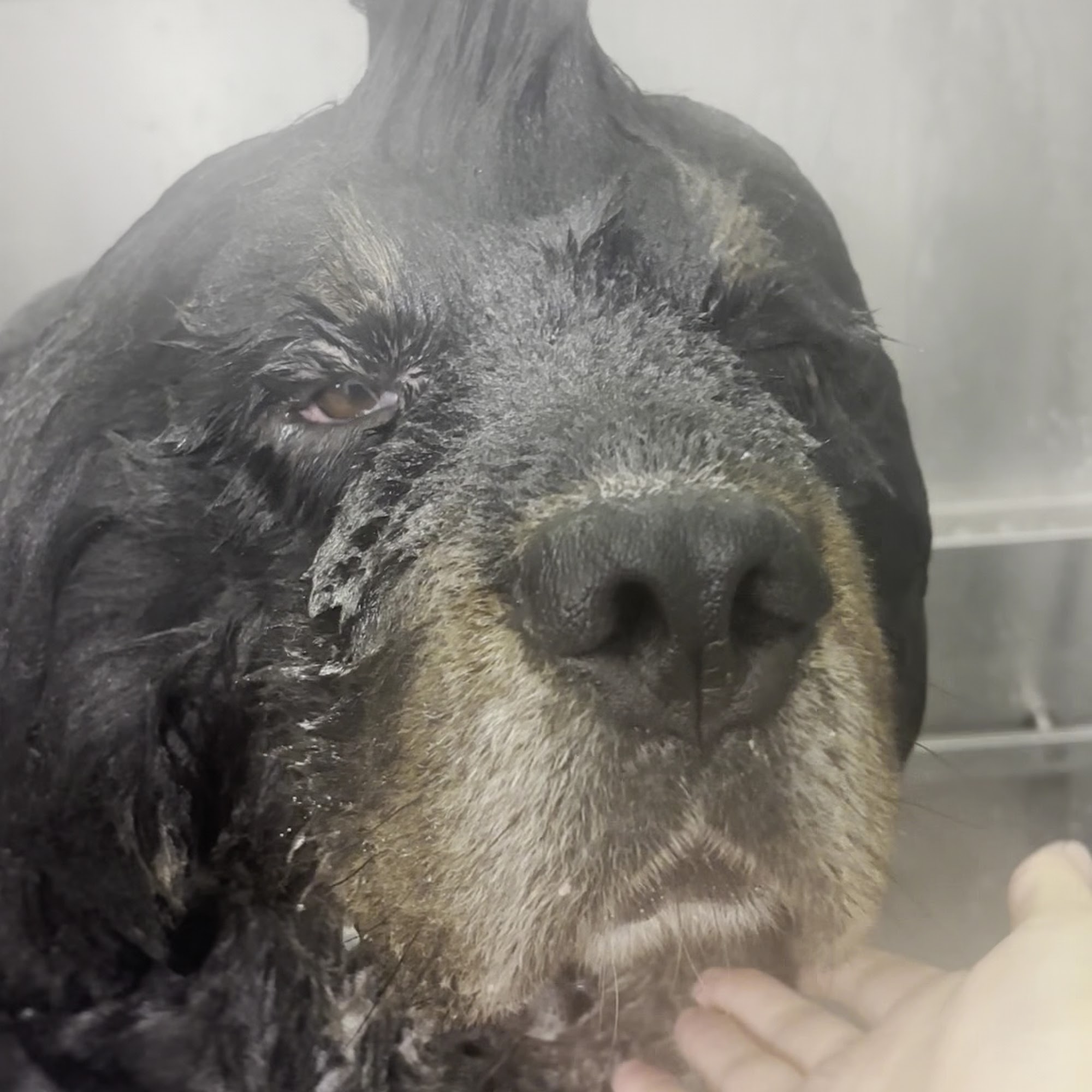 Naperville Animal Hospital Naperville