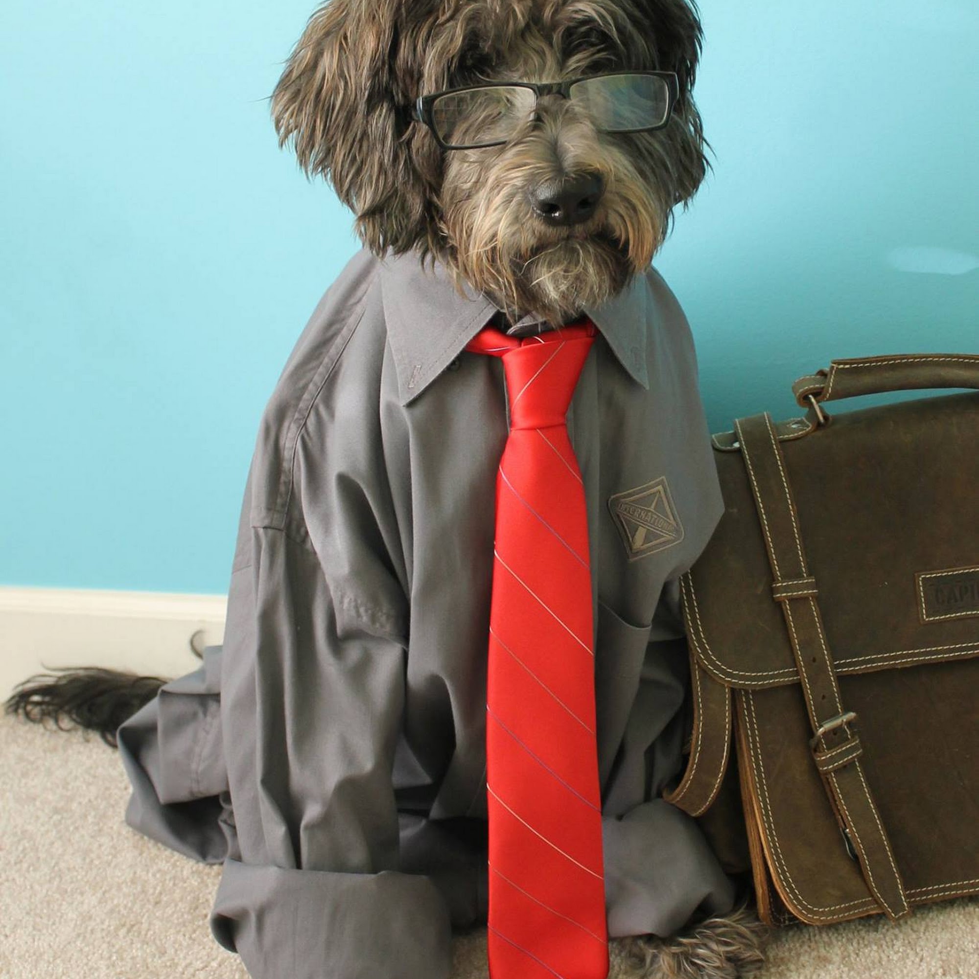 County Line Animal Hospital Naperville