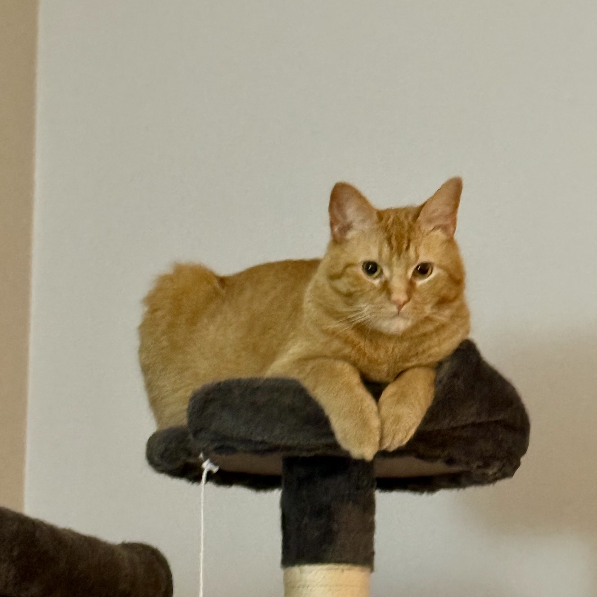 The Welcome Waggin' In-Home Veterinary Care Naperville