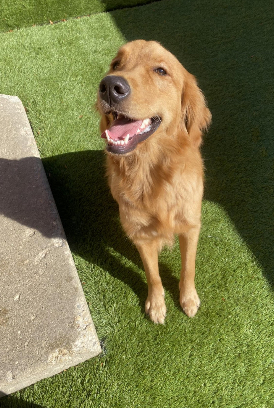 Beach For Dogs Naperville