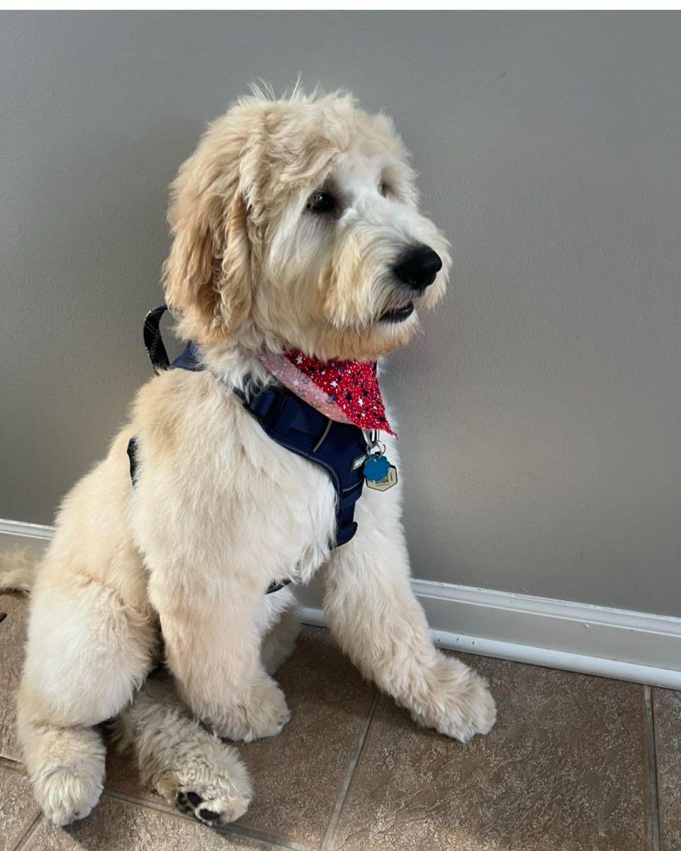 Sudzy Puppy Naperville