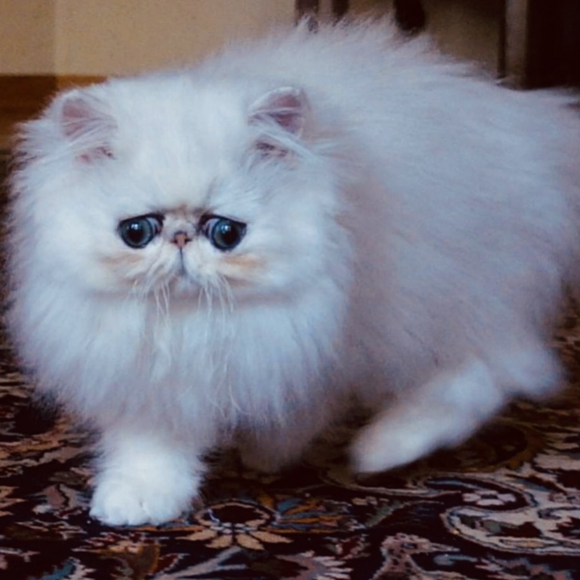 Pet Supplies Plus South Naperville Naperville