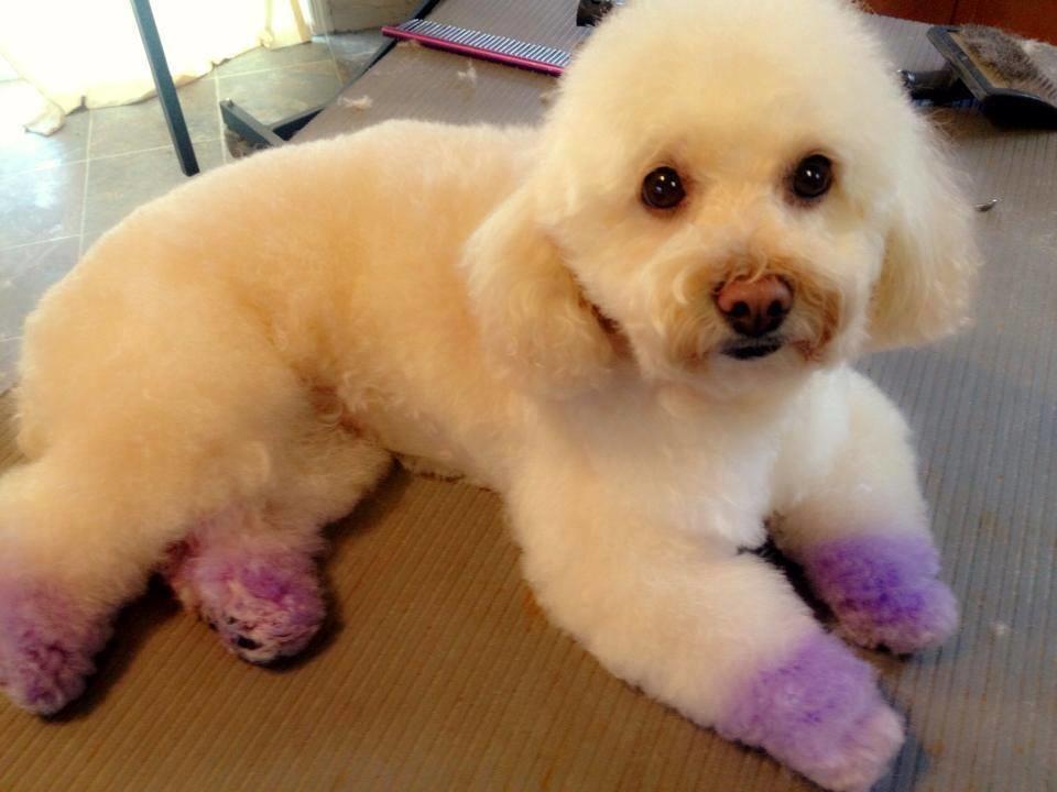 Wiggle Butts Mobile Dog Grooming Naperville