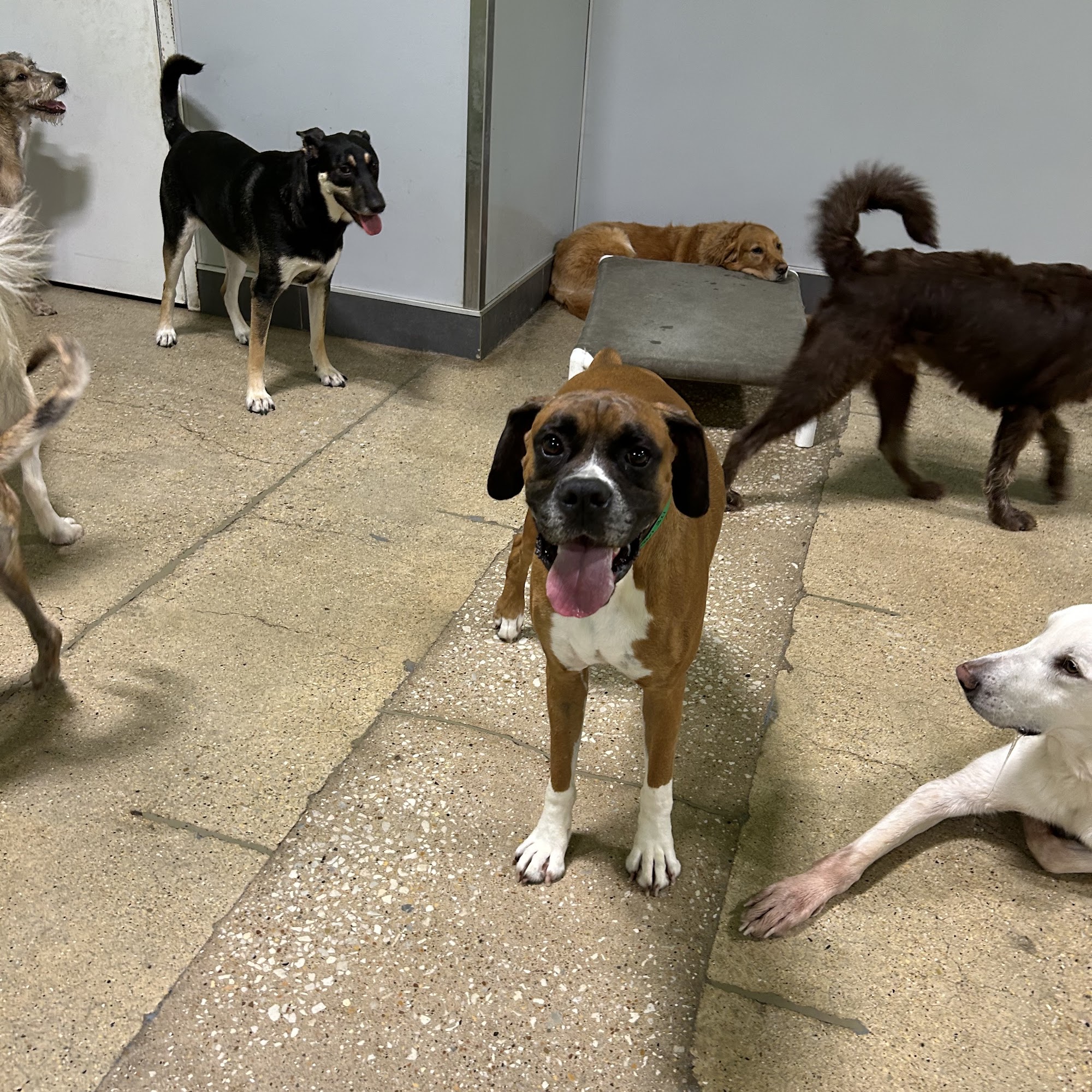 PetSuites Naperville Naperville