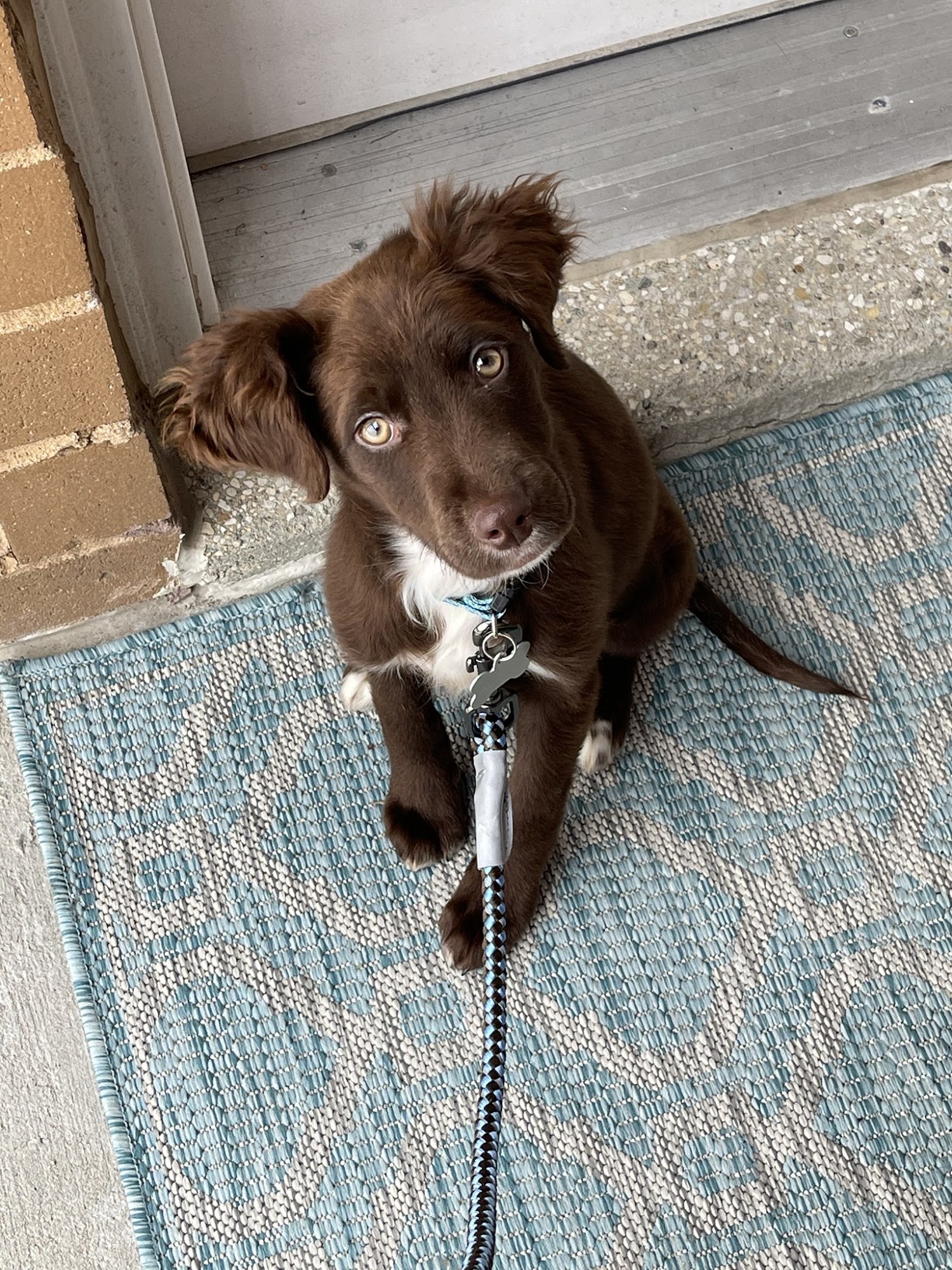 Cloud K9 Academy Dog Training Naperville