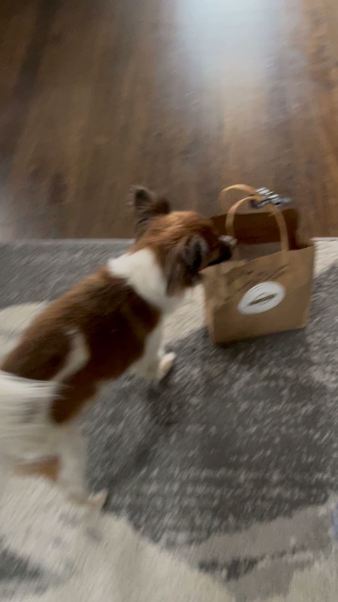 Pet Wants Naperville Plus Grooming Naperville