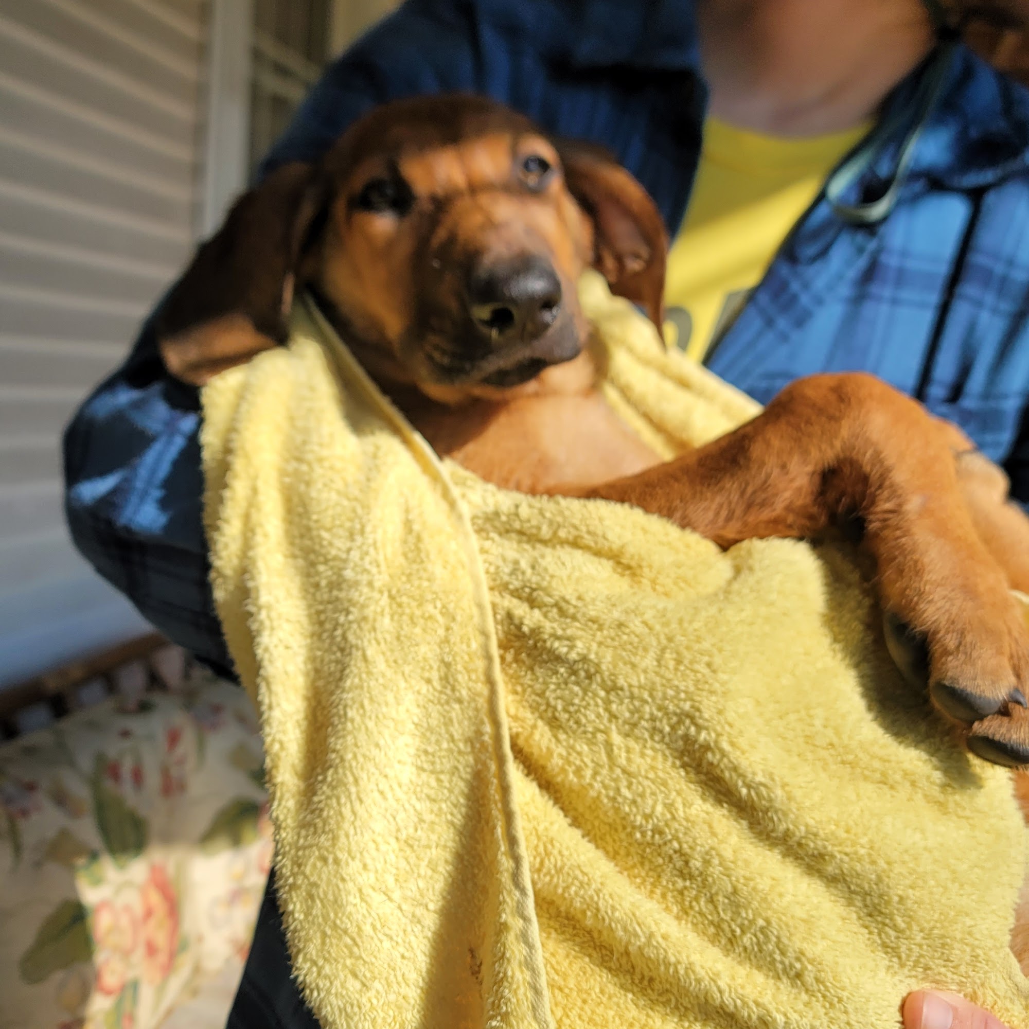 Nashville Animal Clinic Nashville