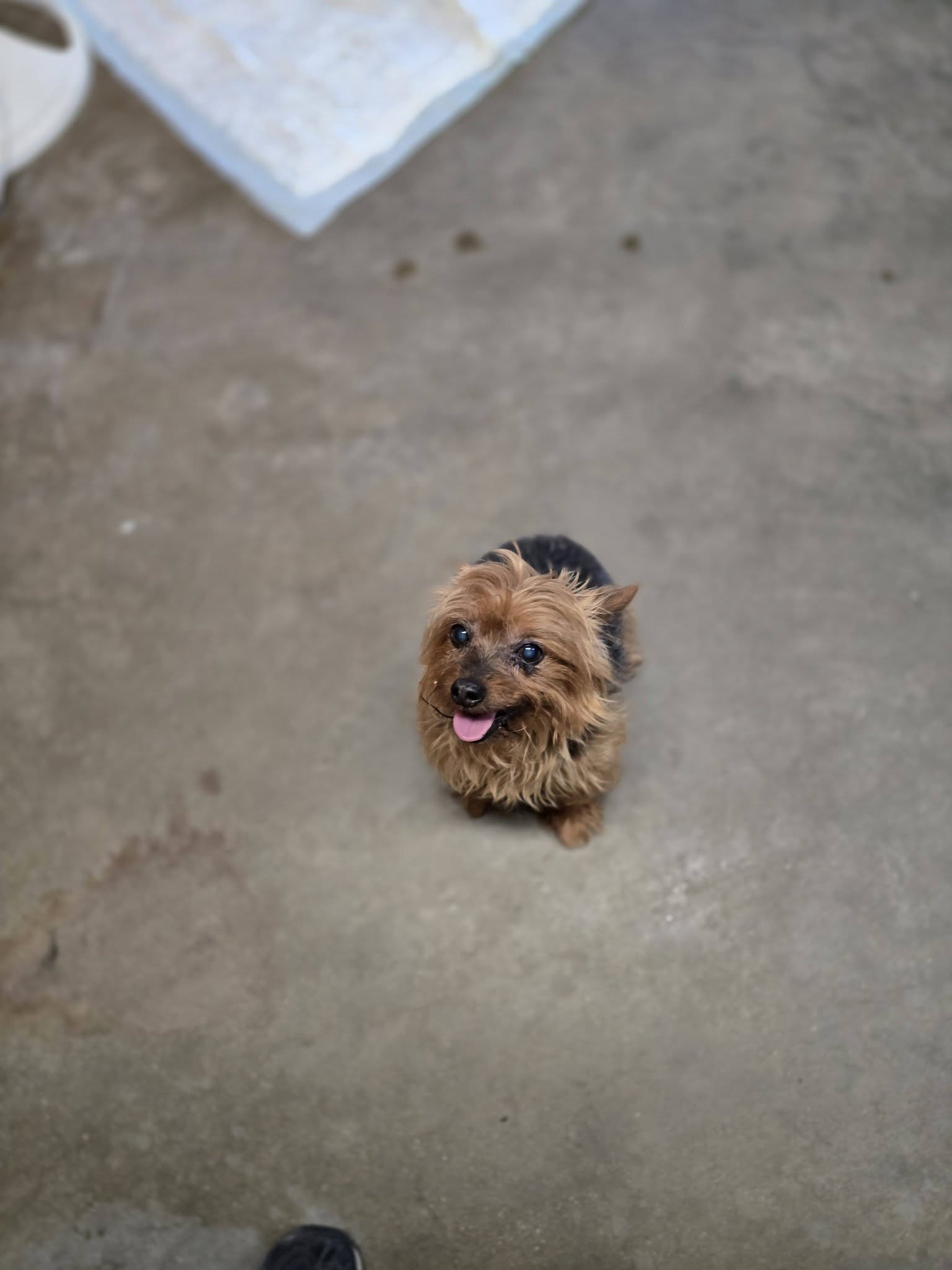Paws Nashville