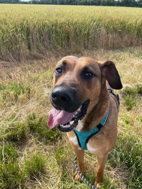 Washington County Animal Control Nashville