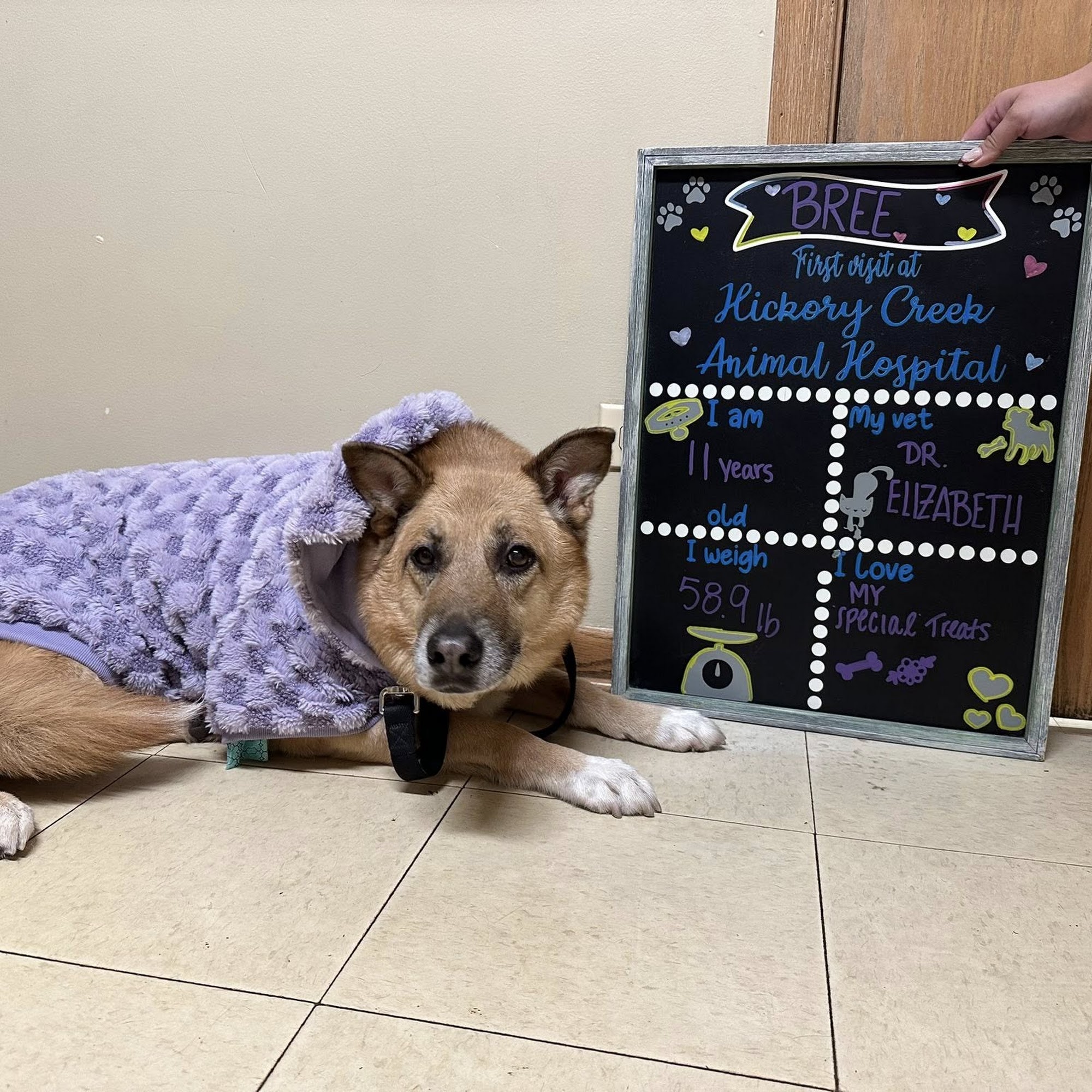 Hickory Creek Animal Hospital New Lenox