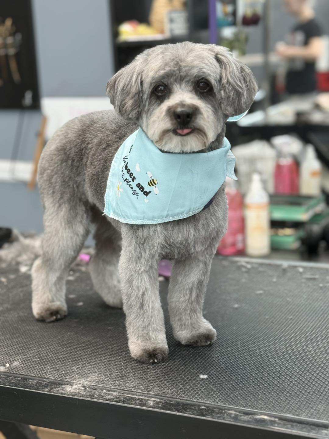 Julie's Pet Grooming New Lenox
