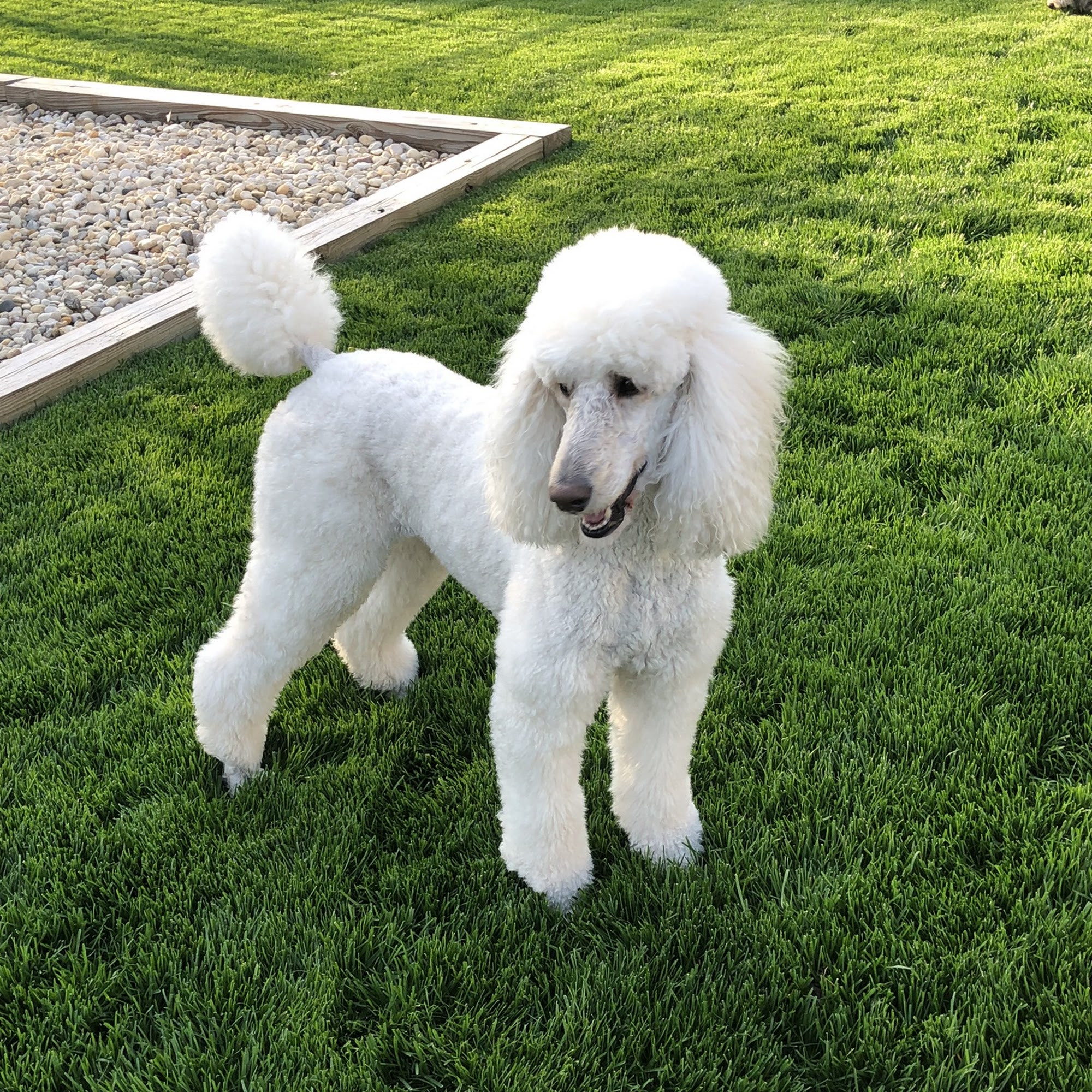 Pawsitively Pampered Dog Spa & Boutique New Lenox