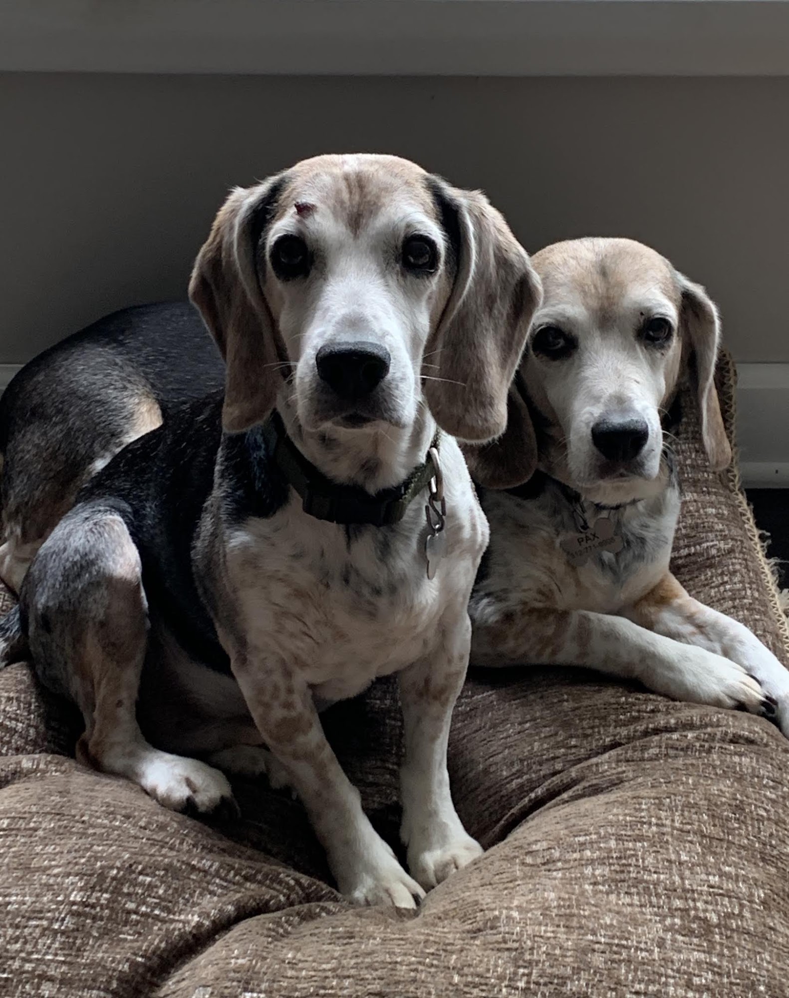 Golf-Mil Veterinary Hospital Niles