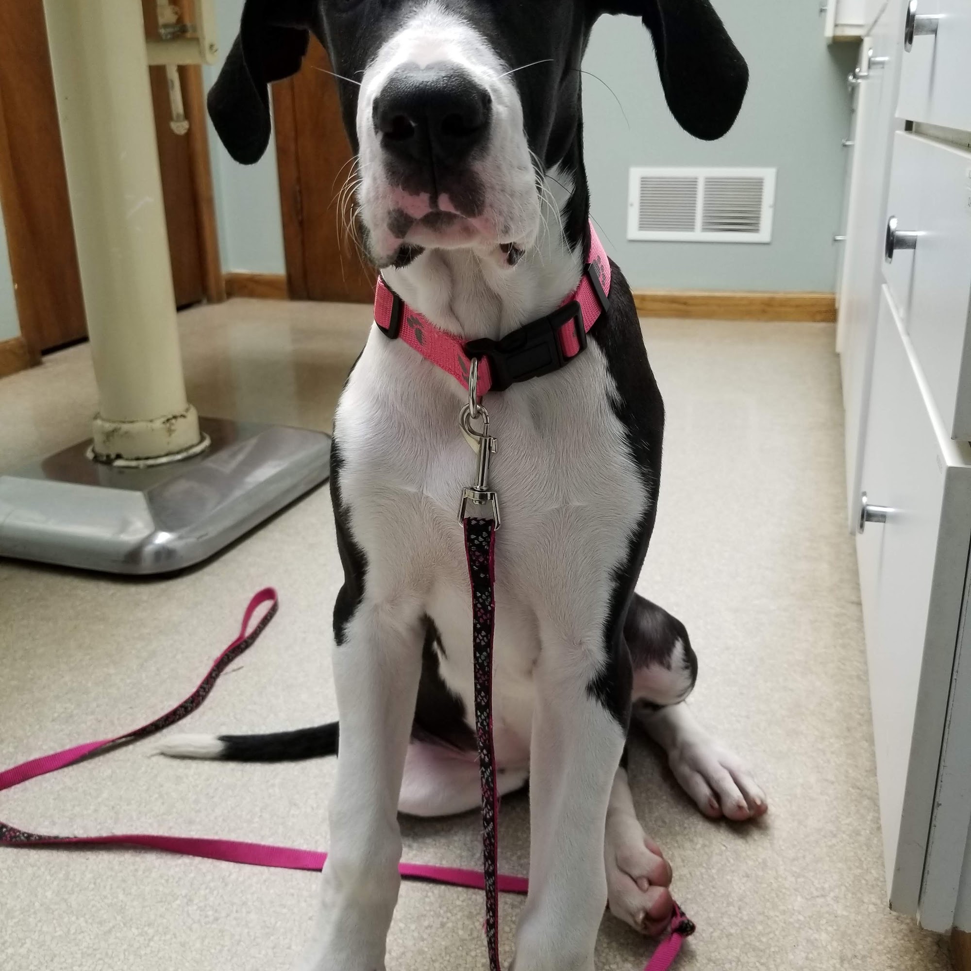 Town & Country Animal Hospital Normal