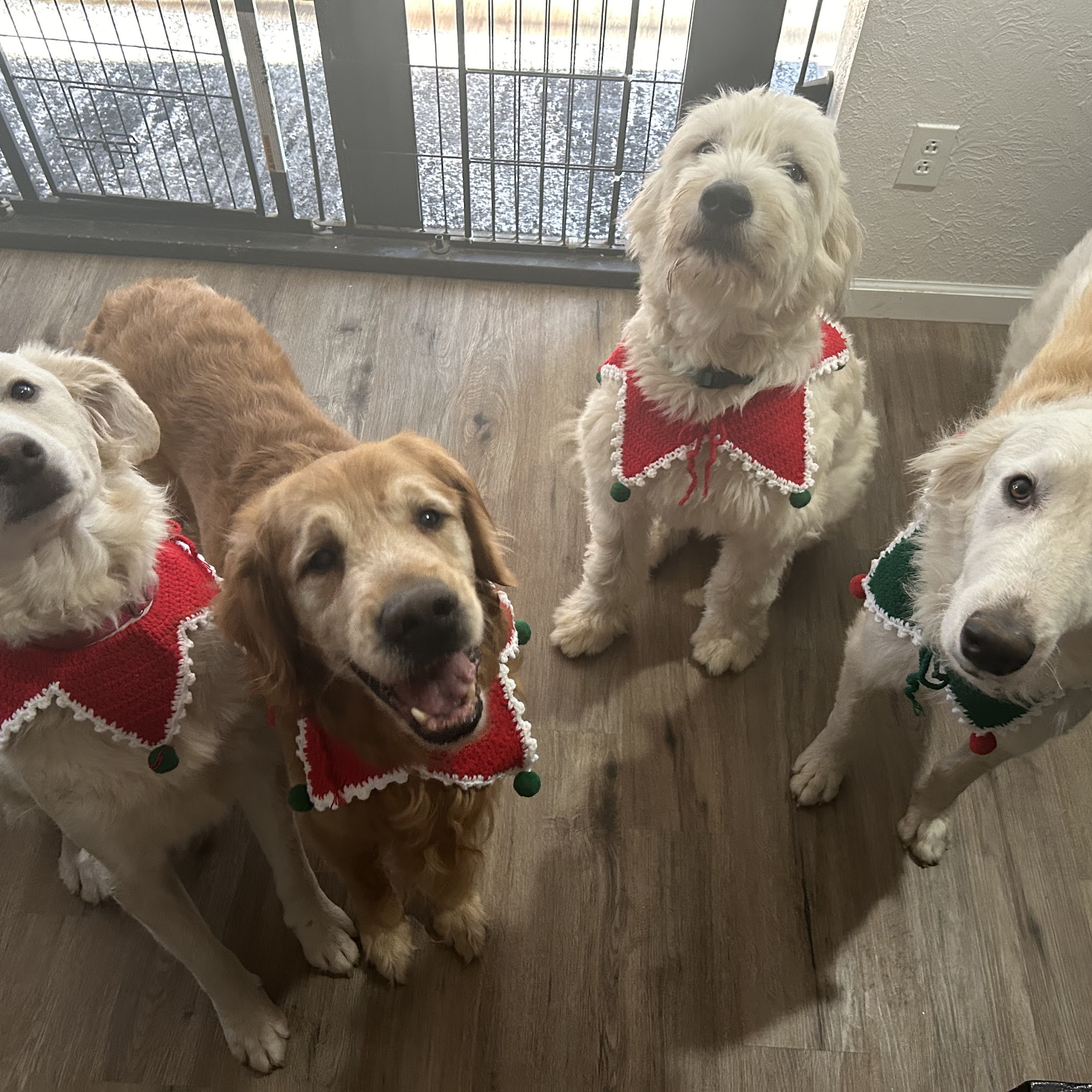 Brunswick Animal Hospital Normal