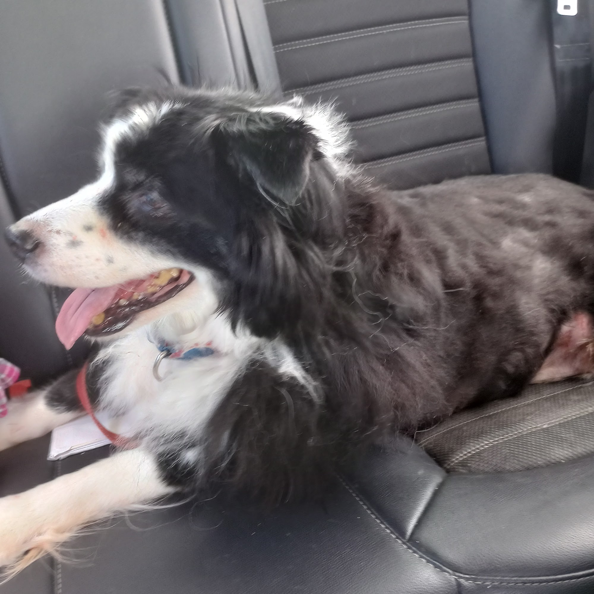 SmartVet Mobile Veterinary Service Illinois Normal