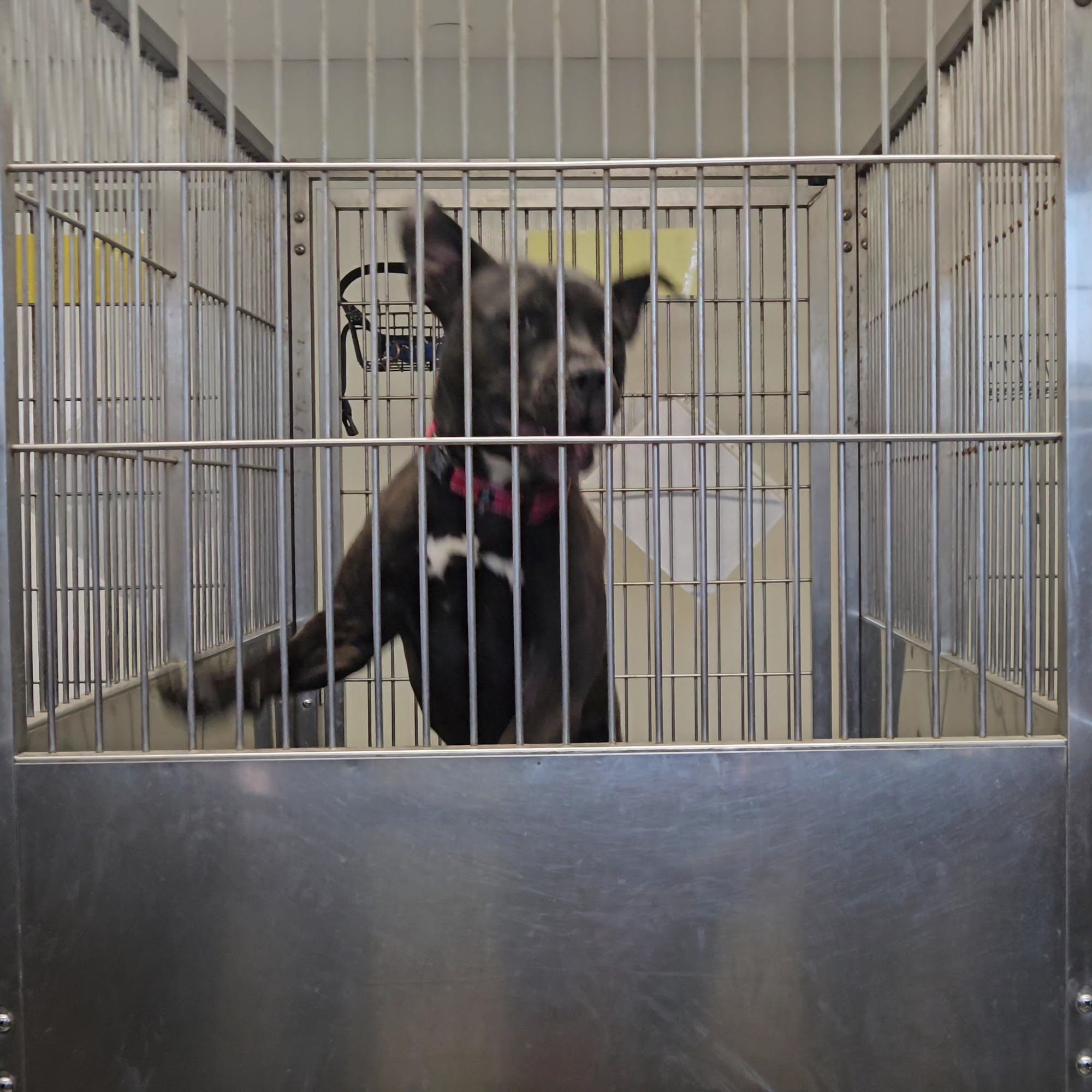 Humane Society of Central Illinois Normal