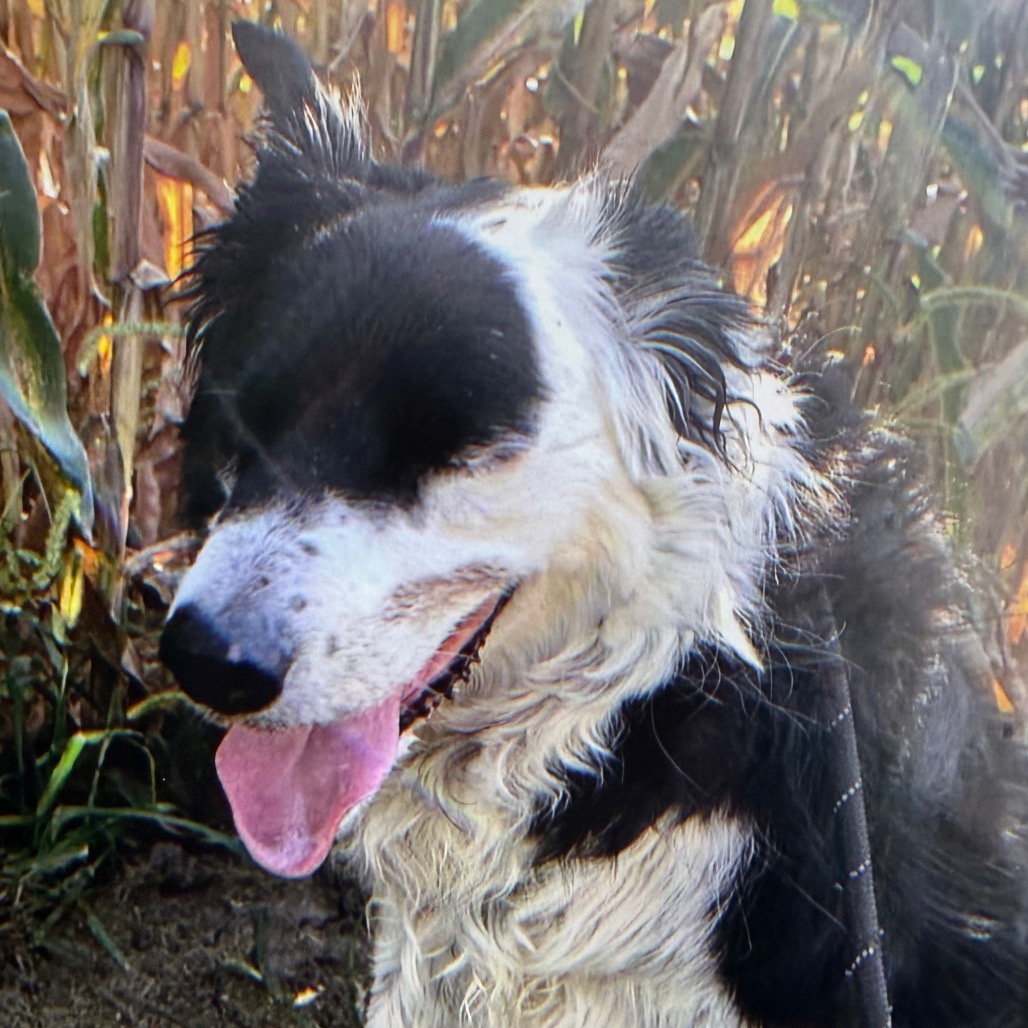 Pet Central Helps! Normal