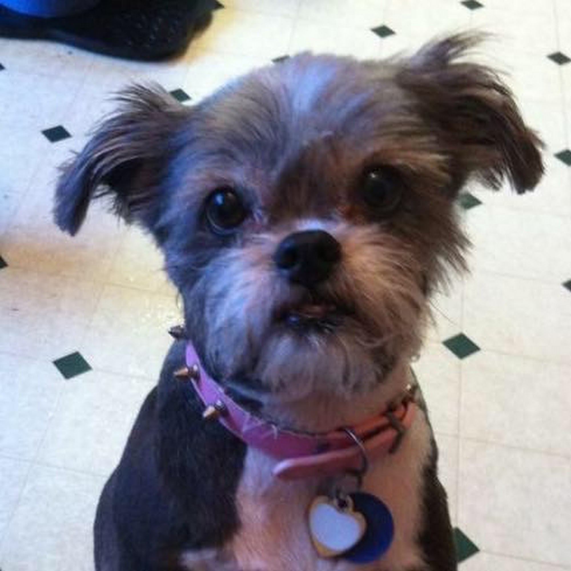 Petacular Pet Grooming, Inc