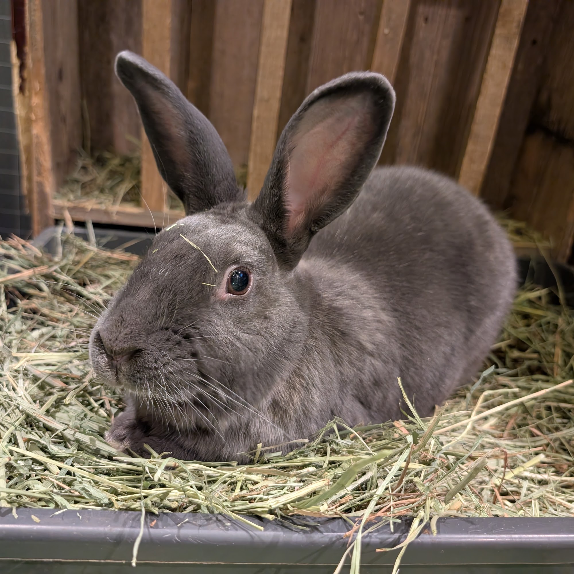 Animal House Veterinary Hospital North Aurora