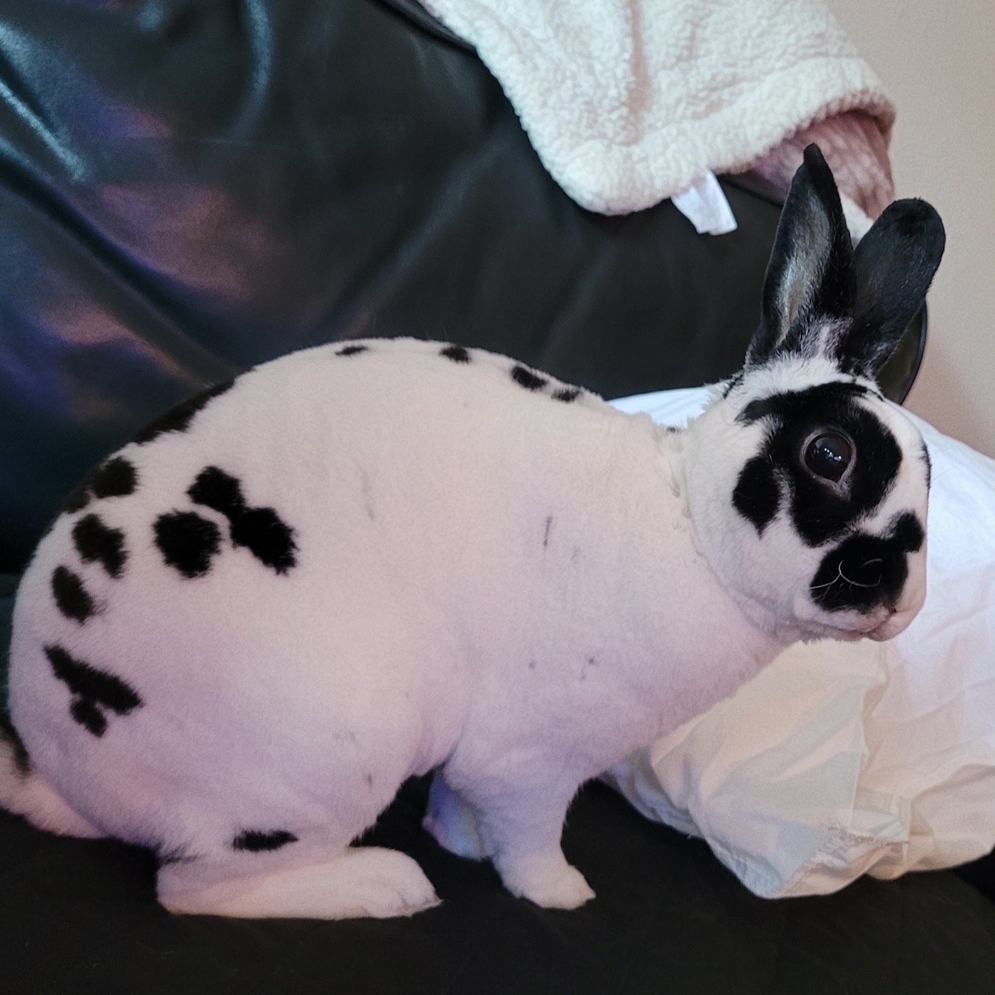 Fox Valley Animal Welfare League North Aurora