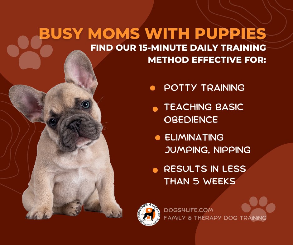 Dogs 4 Life Training and Wellness North Aurora
