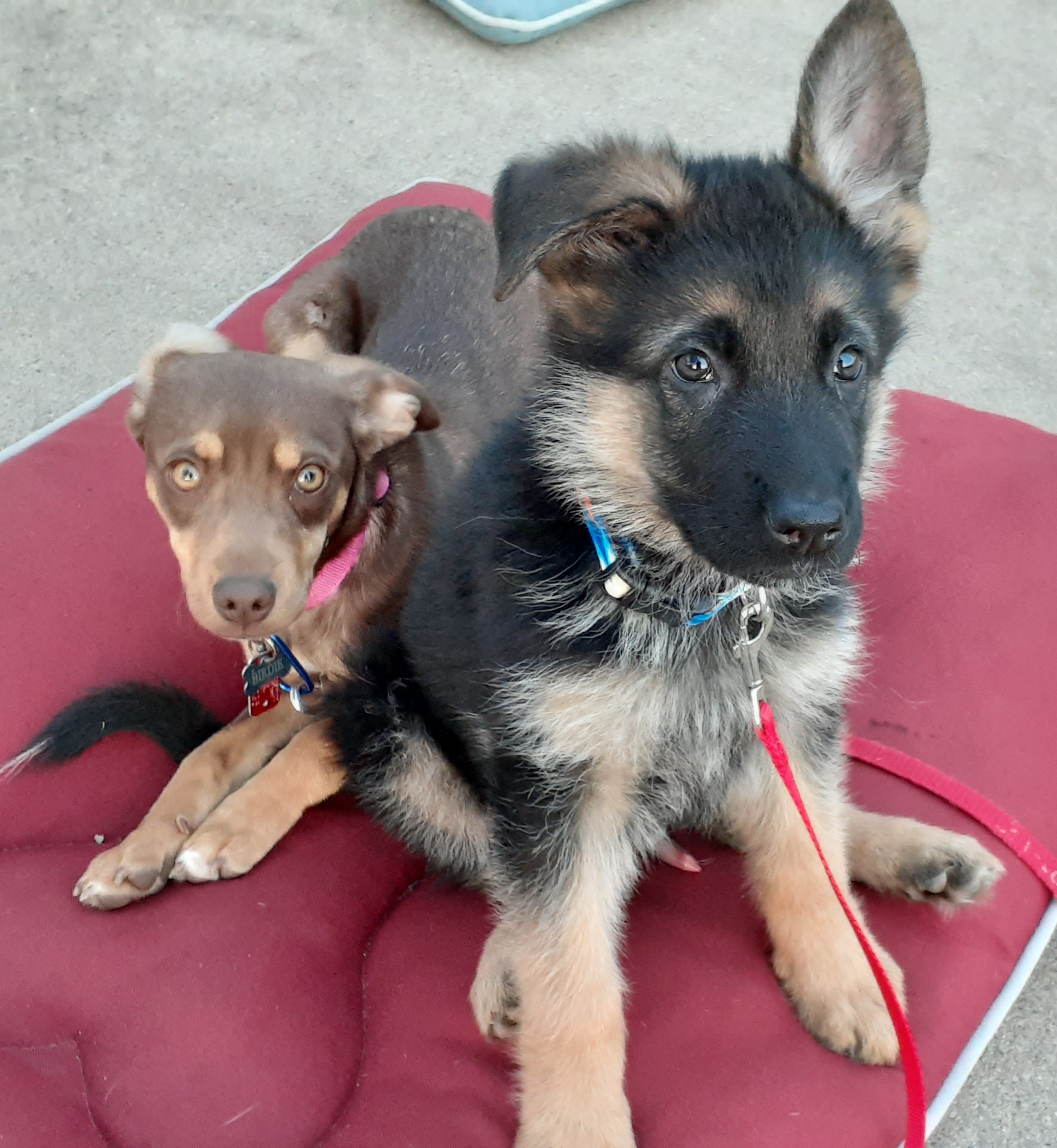 Dogs 4 Life Training and Wellness North Aurora