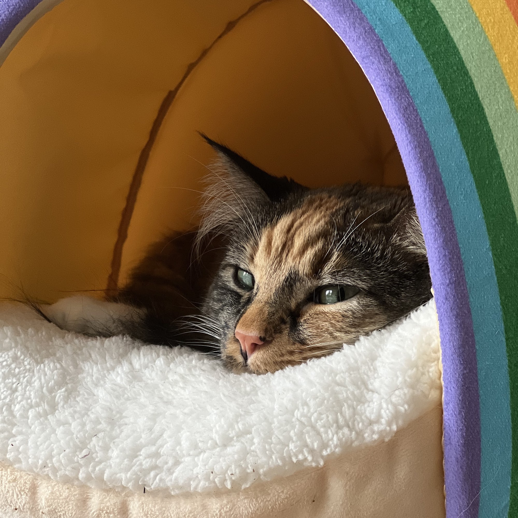 Northbrook Animal Clinic Northbrook