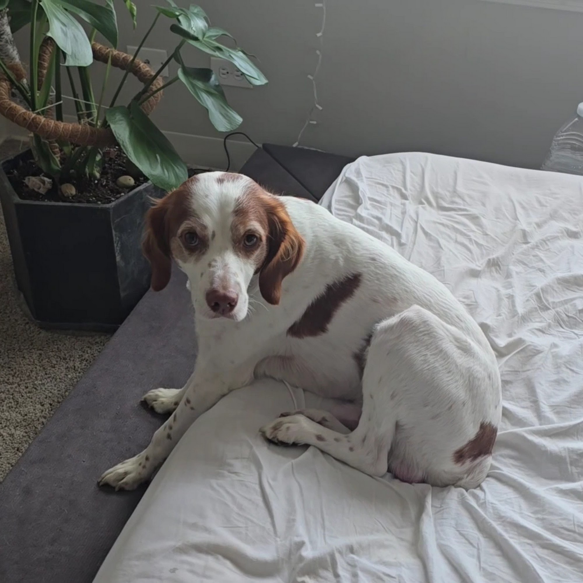 Preiser Animal Hospital Urgent Care & Wellness Appointments Northbrook