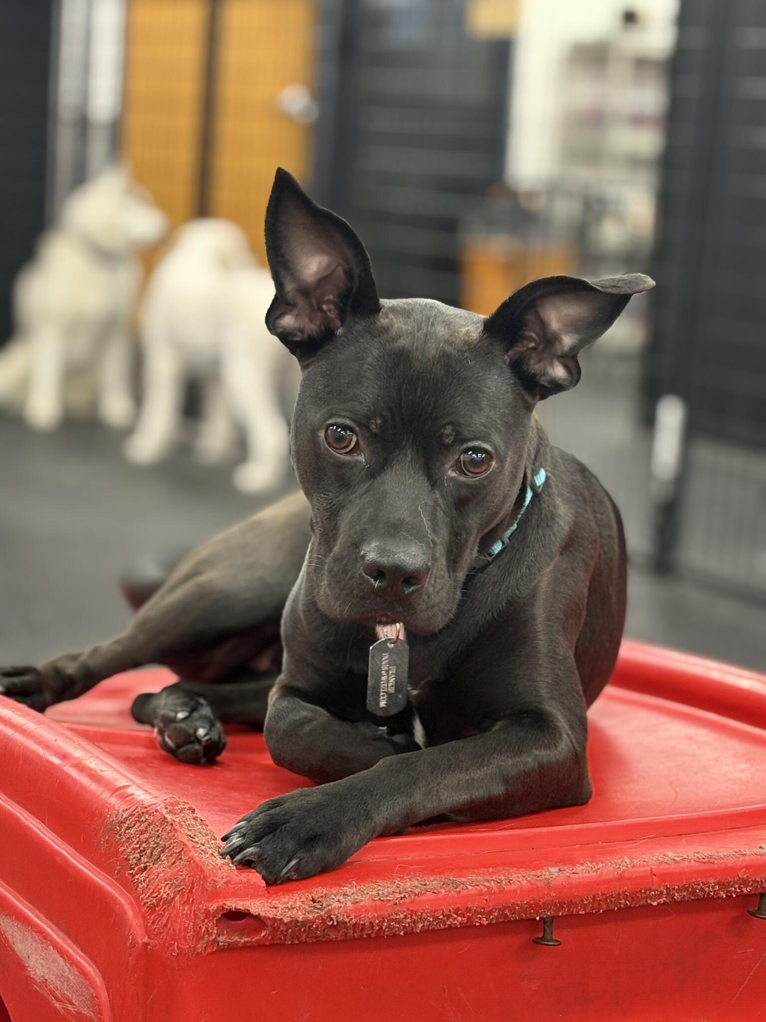 Rover's Place Northbrook