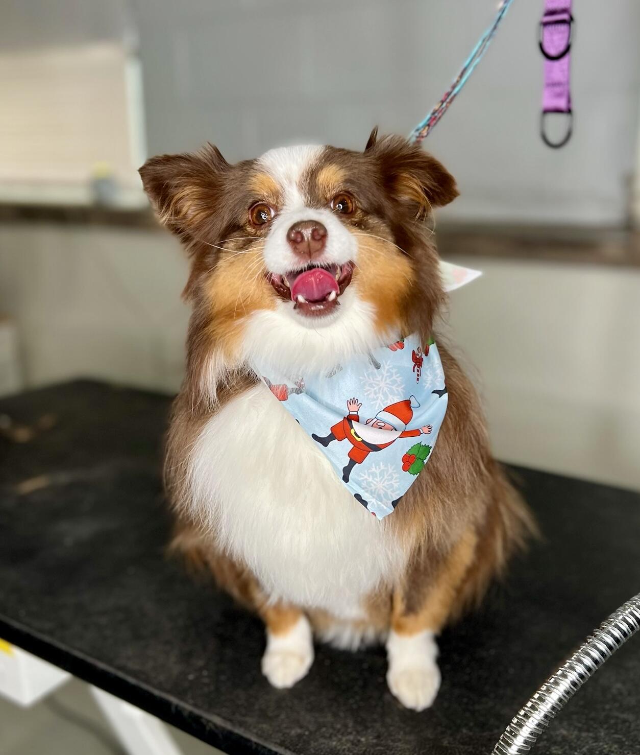 Doggie Do Rite Daycare, Inc. Northbrook