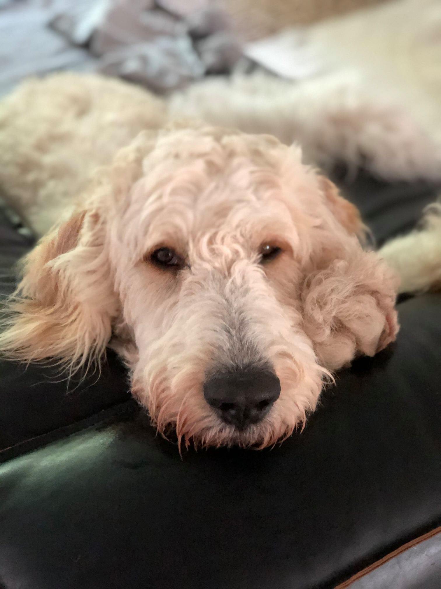 ROOT Dog Training Northbrook